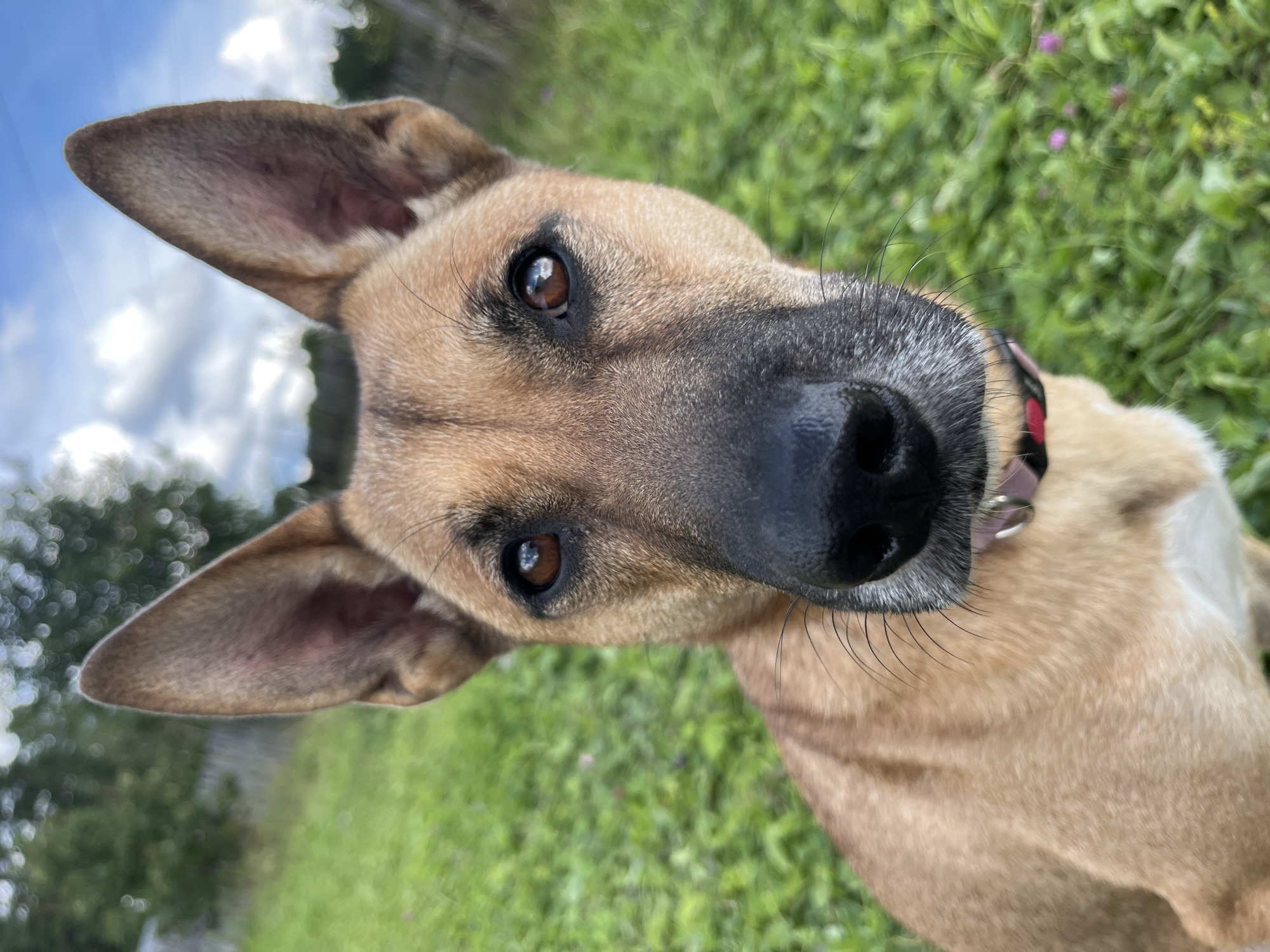 A close-up, eye-level, medium outdoor shot focuses on the face of a light brown dog with pointed ears and dark eyes, looking directly at the camera. The dog is wearing a black collar with a pink or red trim. The background is a blur of green grass with a few small pink flowers, and a slightly out-of-focus blue sky with white clouds is visible above. There is no indication of the city of Nizhny Tagil, Russia, in the image.