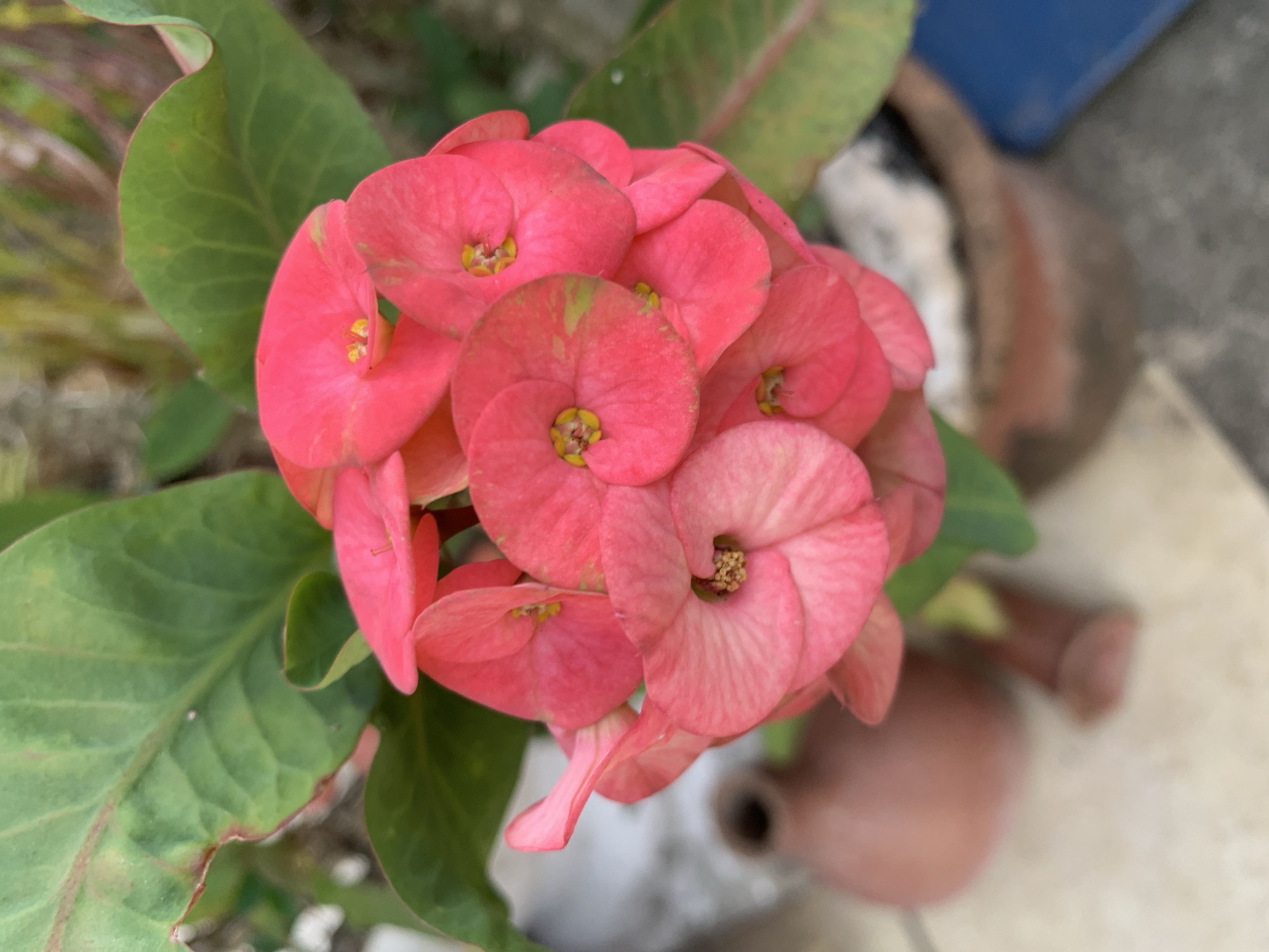 The image shows a close-up view of a Crown of Thorns plant (Euphorbia milii) with a cluster of pink bracts (modified leaves that look like petals). The bracts surround small, yellowish-green flowers at their centers. Several green leaves are visible around the flower cluster. The plant is in a terracotta pot. The background is slightly blurred, showing what appears to be a concrete surface and other out-of-focus objects. The location is Santa Ana, Venezuela, but this cannot be corroborated by visual evidence in the image.