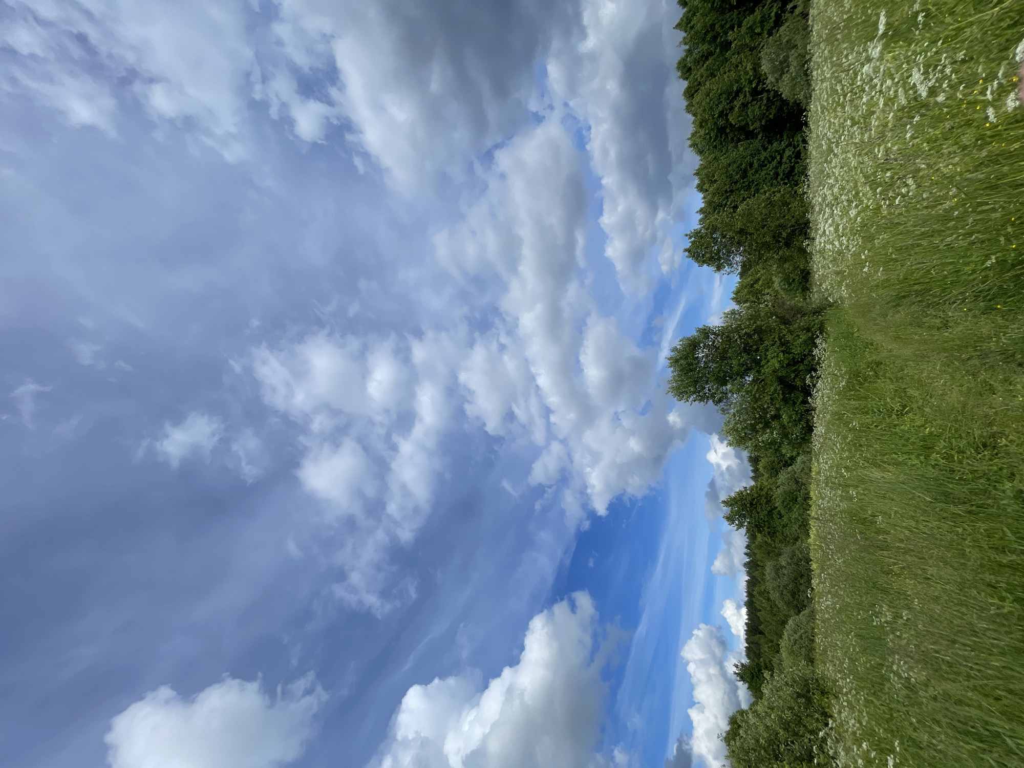 This image depicts a natural scene in Zarechny, Russia. The frame is dominated by a vibrant blue sky filled with a variety of clouds, ranging from wispy cirrus to larger, puffy cumulus formations. The sunlight filtering through the clouds suggests it is daytime.
To the right of the sky is a lush green meadow, teeming with tall grasses and interspersed with numerous small white wildflowers. This meadow stretches towards a dense line of trees forming a dark green border. The trees appear to be deciduous, and their foliage is thick and full, indicating a warmer season, likely summer.
The overall impression is one of a tranquil, undeveloped natural landscape. The high angle of the shot, with the sky taking up a significant portion of the frame, gives a sense of openness and vastness. There are no people or man-made objects visible in the image, reinforcing the natural and serene atmosphere. The weather appears to be fair, with the clouds suggesting a pleasant, possibly slightly breezy day. The location cues, such as the type of vegetation and the overall landscape, are consistent with a rural or natural park setting in Russia.