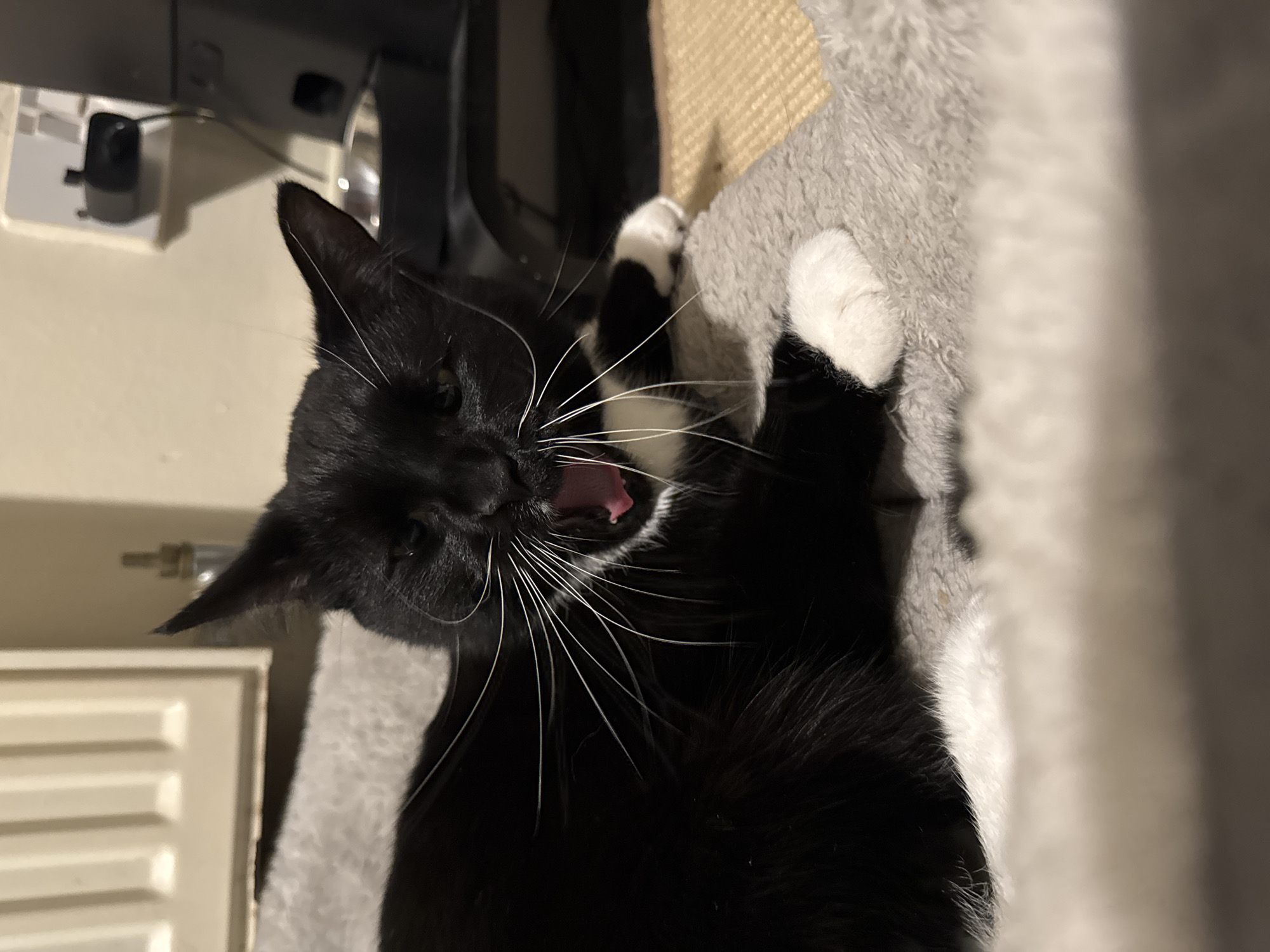 The image displays a black and white tuxedo cat captured in the act of a wide yawn. The cat is lying on a grey, fluffy surface, likely a cat tower or bed, with a section of light brown sisal rope visible behind its head. Its mouth is agape, revealing a pink tongue and sharp teeth, while numerous long, white whiskers spread outwards from its snout. One white paw is visible, resting on the grey material near its head.
In the background, there's a light-colored wall. On the left side, a white rectangular object, possibly a radiator, is partially visible. Above it, a black power adapter is plugged into a wall socket, with a thin wire extending from it. Towards the upper background, a dark, indistinct object, possibly furniture or electronics, can be seen. The lighting in the indoor setting appears soft, suggesting artificial light or an evening scene. The cat's relaxed posture and yawn convey a sense of comfort or tiredness. No text is visible in the image. The overall scene depicts a domestic environment, consistent with a home in Desborough, United Kingdom.