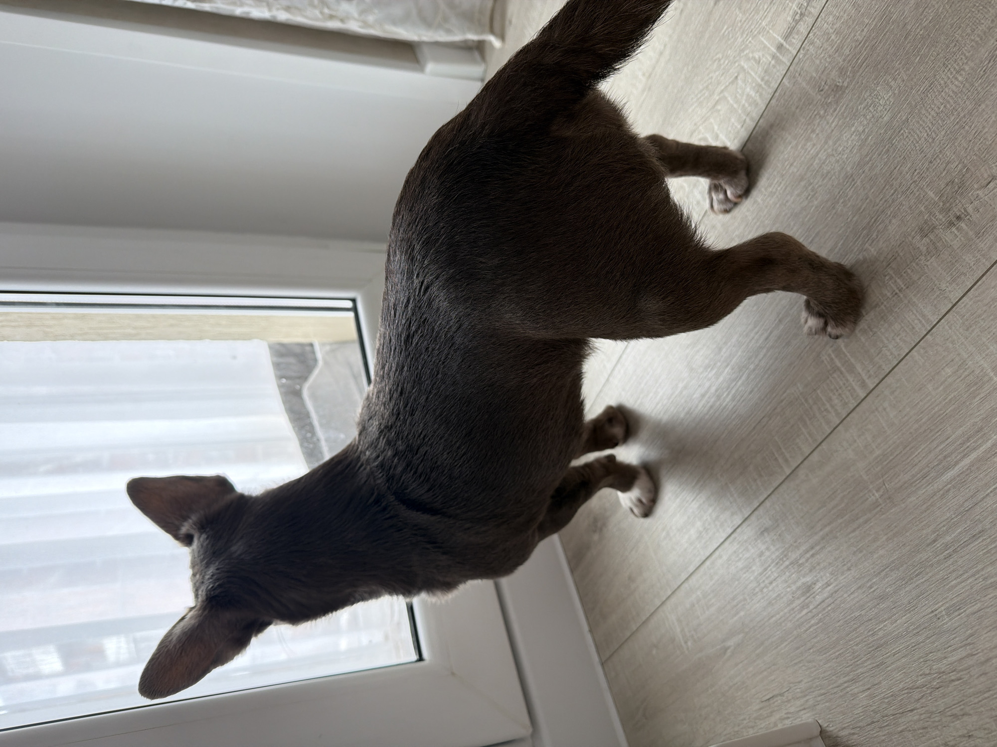 A medium shot of a small, brown dog, possibly a miniature pinscher, stands on a light wood-grain floor in front of a white-framed window with horizontal blinds, inside an interior location. The dog is looking out the window. The image provides no information to determine its location in the city of Votkinsk, Russia.
