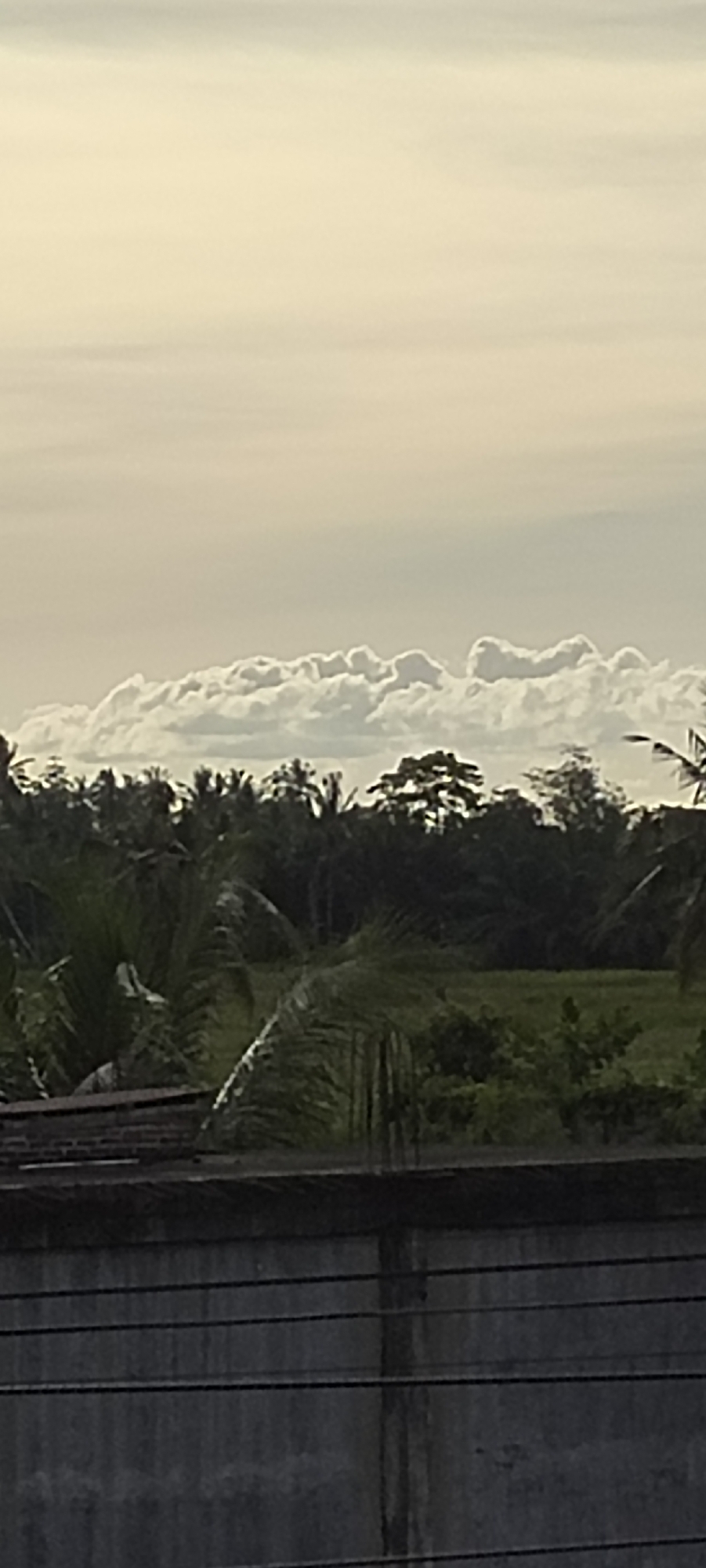 A vertical, low-angle photograph captures a cloudy sky above a dense tree line and a concrete barrier. The sky is overcast with pale yellow and white clouds, appearing diffused and soft. Below the clouds, a line of trees, primarily palm trees with some broader-leafed varieties, forms a dark green silhouette against the lighter sky. A patch of green field is visible beyond the trees. In the foreground, a dark gray concrete wall runs horizontally across the bottom of the frame, with thin black wires stretched across its surface. The scene appears to be a natural landscape with some man-made structures, possibly in a rural or suburban area of Meunyematangubi, Indonesia, given the presence of palm trees.