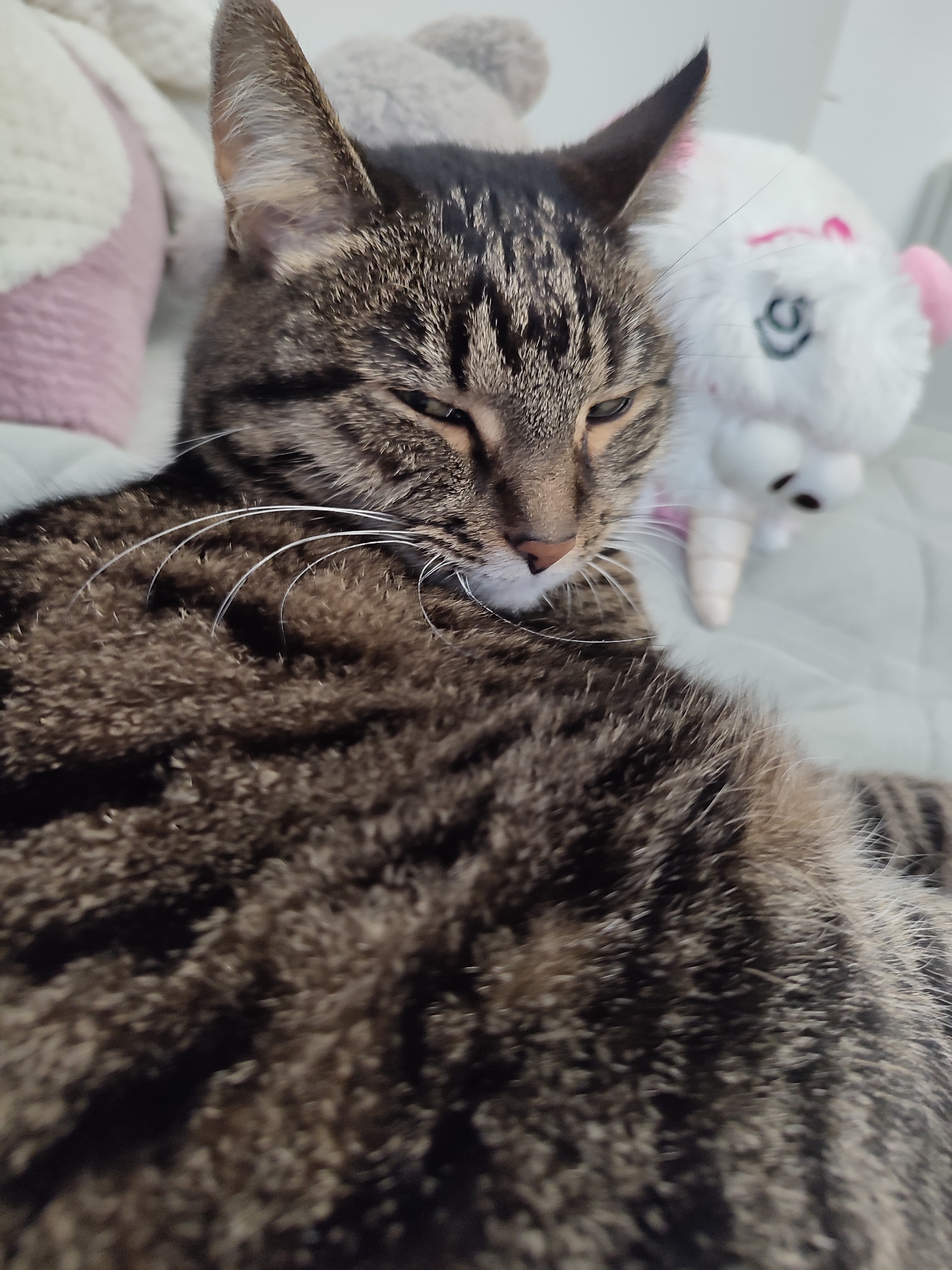 The media file is a close-up, eye-level photograph of a domestic tabby cat. The cat is lying down, with its body filling most of the frame, its fur a mix of brown, black, and gray stripes. Its eyes are partially closed, giving it a sleepy or relaxed expression. Long white whiskers are prominent against its fur.
In the background, out of focus, are several stuffed toys. To the left, a pink and white stuffed animal, possibly a lamb or sheep, is visible. To the right, a white stuffed animal with pink accents, resembling a unicorn or llama, is also present. The background appears to be indoors, possibly on a bed or sofa, with soft lighting suggesting daytime. The cat's relaxed posture and the presence of stuffed toys suggest a comfortable, domestic setting, likely a home. There are no discernible signs of text or specific location cues beyond the general context of being indoors. The image conveys a sense of coziness and tranquility.