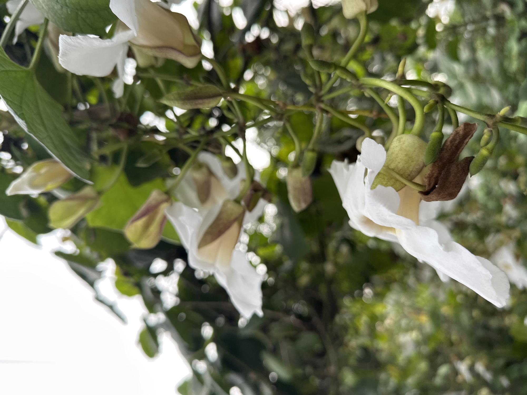 The image depicts a close-up view of white flowers hanging from green stems, likely taken in an outdoor setting. The background features a blurry mix of green foliage and bokeh-like spots, suggesting trees and sunlight. The flowers are the primary focus, showing delicate white petals and unopened buds. The composition is slightly angled, giving a perspective looking upwards into the foliage. No people are visible. The location is stated to be in Ungasan, Indonesia.
