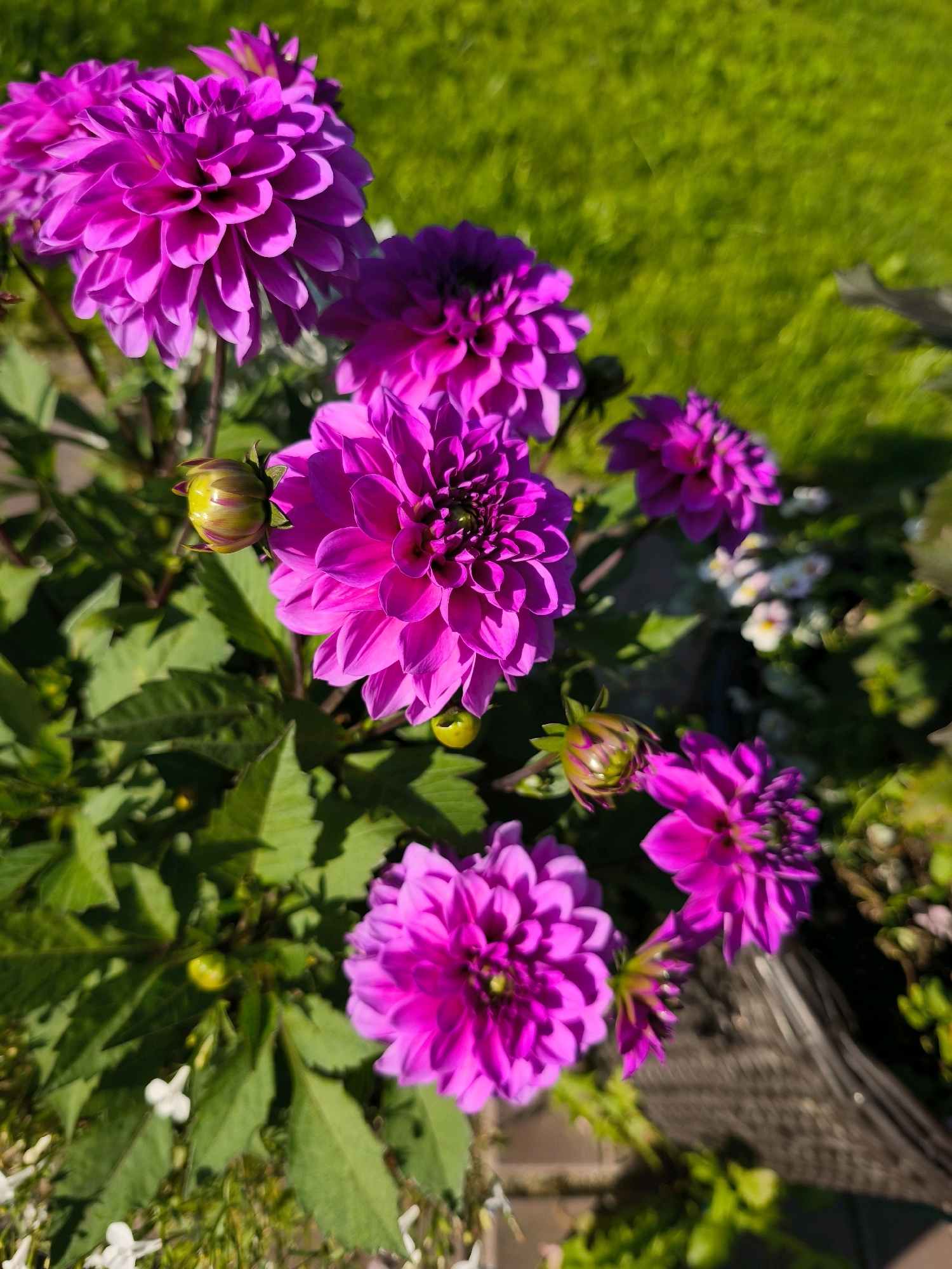 The image displays a close-up, eye-level view of several vibrant pink dahlias in bloom. The flowers, with their layered petals, are the primary subjects, occupying the majority of the frame. Green foliage surrounds the blossoms, and in the background, a blurred expanse of green lawn suggests an outdoor setting. The lighting indicates it is daytime, with sunlight casting shadows and highlighting the textures of the petals. There is no evidence of people, specific structures, or any urban elements that would indicate a precise location within Vyshegorod, Russia. The scene appears to be a garden or park area.