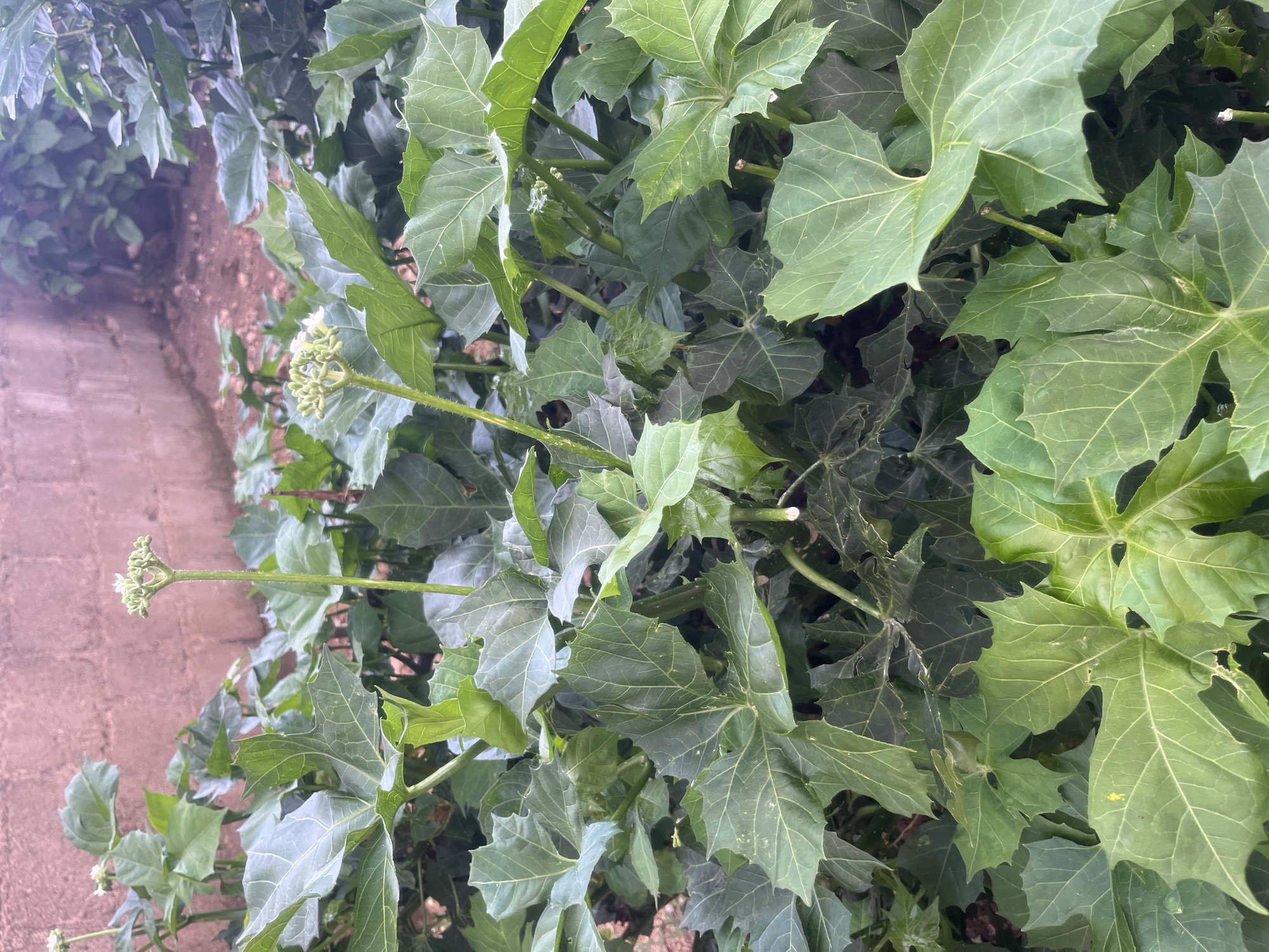 This image depicts a cluster of Jatropha multifida plants, commonly known as coral plant, in Gura Top, Nigeria. The plants are characterized by their large, palmate leaves with deeply lobed edges, and tall, slender stalks topped with clusters of small, star-shaped white flowers. The foliage is a vibrant green, indicating healthy growth. In the background, a rough, pinkish-brown brick wall forms a barrier, suggesting the plants are situated in a garden or yard setting within the urban environment of Gura Top. The ground appears to be covered in reddish-brown soil and sparse vegetation. No people or animals are visible in the scene.