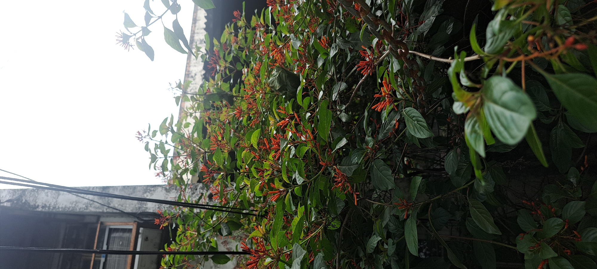 The image shows a dense bush with lush green leaves and clusters of small, tubular orange flowers. The bush is situated in front of a concrete building with a weathered appearance, possibly an apartment or commercial structure, with a window visible. Black wires or cables are suspended in front of the building, adding to an urban backdrop. In the background, a roofline with corrugated material is visible. The scene suggests an outdoor setting in a city environment, specifically identified as Mandaluyong, Philippines, likely in a residential or mixed-use area. There are no people present in the image, and the focus is entirely on the plant life and its immediate surroundings. The lighting appears diffused, suggesting an overcast sky.
