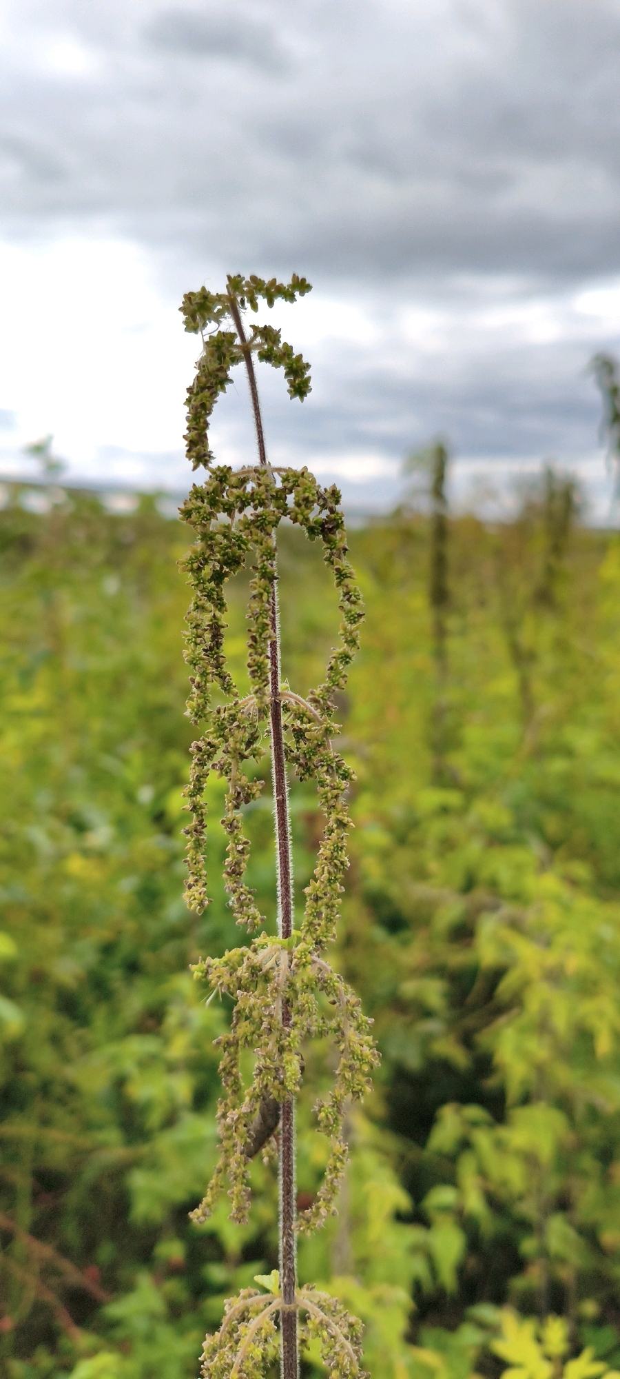 A stalk of stinging nettle with numerous small, developing seed clusters is centrally positioned in the foreground. The stalk is reddish-brown and covered in fine hairs. The seed clusters are light green and arranged in drooping chains along the upper portion of the stalk. The background is a blur of green foliage, suggesting a field or dense vegetation, with a cloudy, overcast sky above. The image appears to have been taken outdoors in a natural setting, possibly in or near the city of Yurino, Russia, given the context. No people or animals are prominently visible, though a small dark insect is present on the stalk.