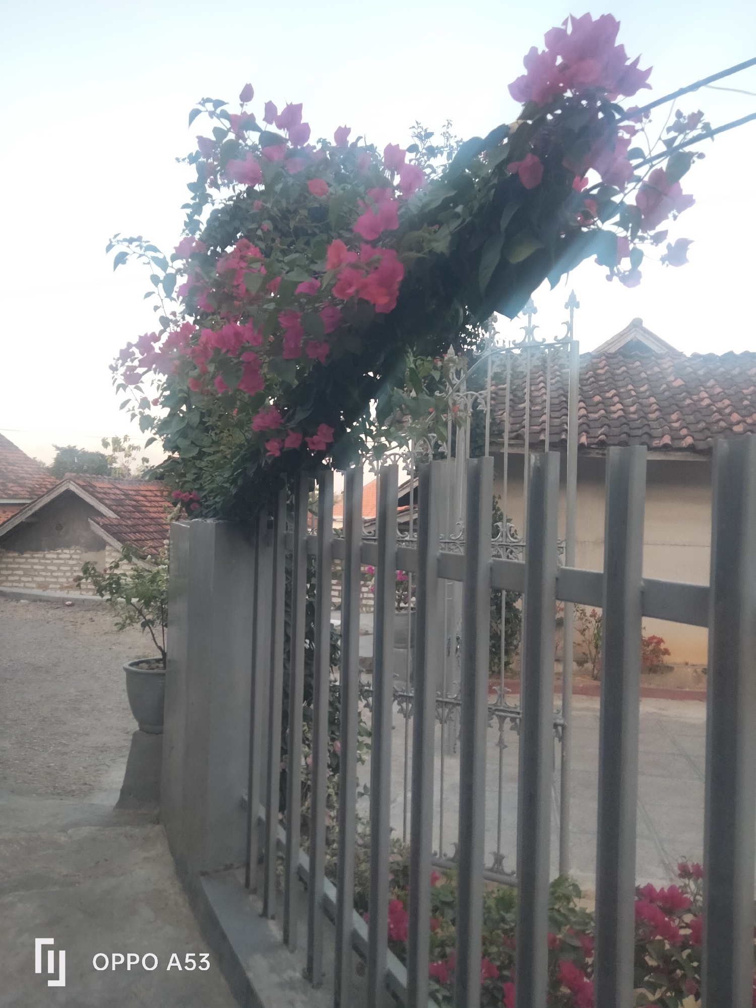 The image shows a street-level view of a residential area in Badung, Indonesia. In the foreground, a gray metal fence runs horizontally across the frame. Behind the fence, a vibrant bougainvillea plant with bright pink flowers cascades over the fence. To the left of the fence, a grey concrete pillar supports the fence and a potted plant sits on the ground next to it. In the background, traditional Indonesian houses with tiled roofs are visible, situated on a paved street. The sky is a pale blue, suggesting it is either early morning or late afternoon. The overall scene depicts a peaceful and colorful neighborhood.
