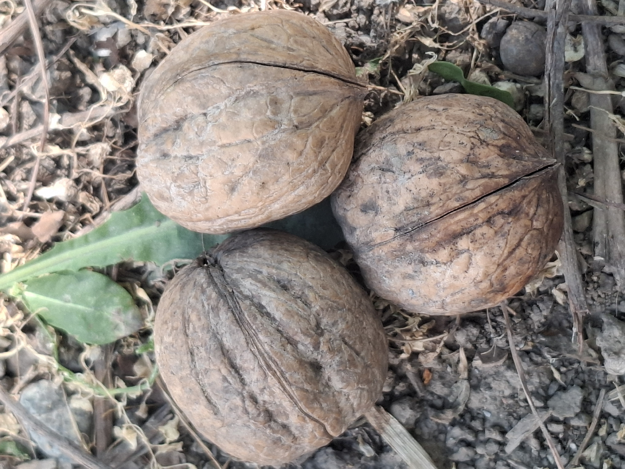 Three walnuts are scattered on the ground, surrounded by dry leaves, twigs, and small stones. The walnuts have a rough, textured shell and are slightly cracked. A single green leaf is visible to the left of the frame. The ground appears to be dirt and gravel. The scene is outdoors, with natural lighting. The location is not specified in the image itself, and therefore cannot be determined.