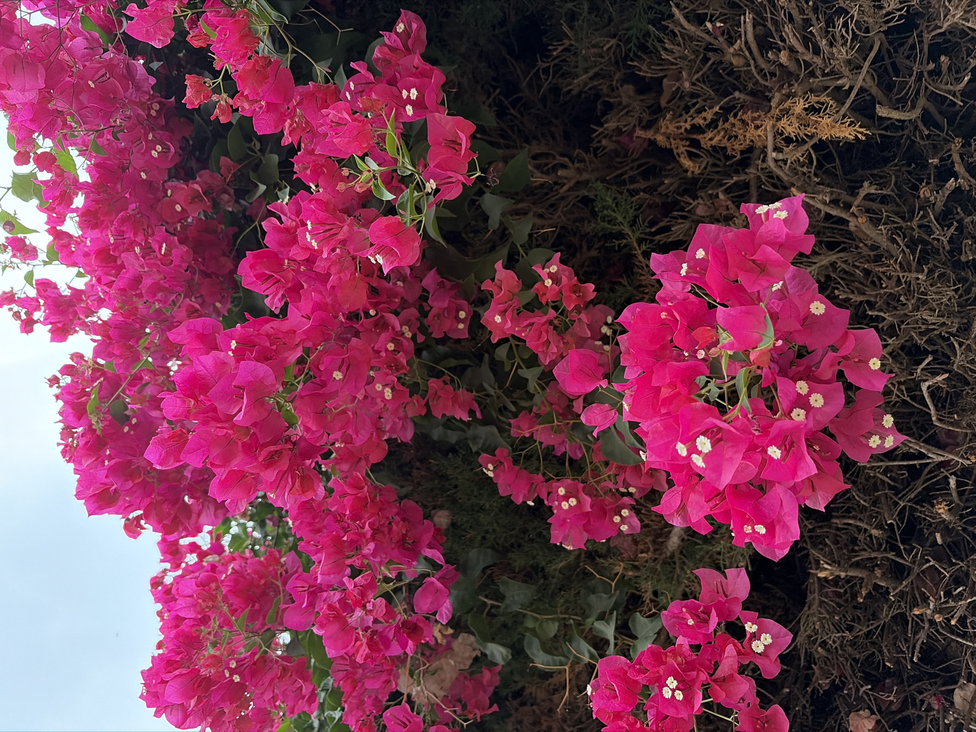 The image displays a close-up of bright pink bougainvillea flowers against a backdrop of dry, tangled branches and greenery. The flowers are abundant and clustered, with small white centers visible on some of them. The lighting suggests an outdoor setting, likely during the day, with a pale sky visible at the top of the frame. The overall impression is of a vibrant floral display intertwined with natural, somewhat unkempt vegetation. This scene is characteristic of many garden or street-side plantings found throughout Torrevieja, Spain, a coastal city known for its Mediterranean climate that supports such flourishing plant life. There are no people or discernable actions in the image; it is a still life of a natural environment.