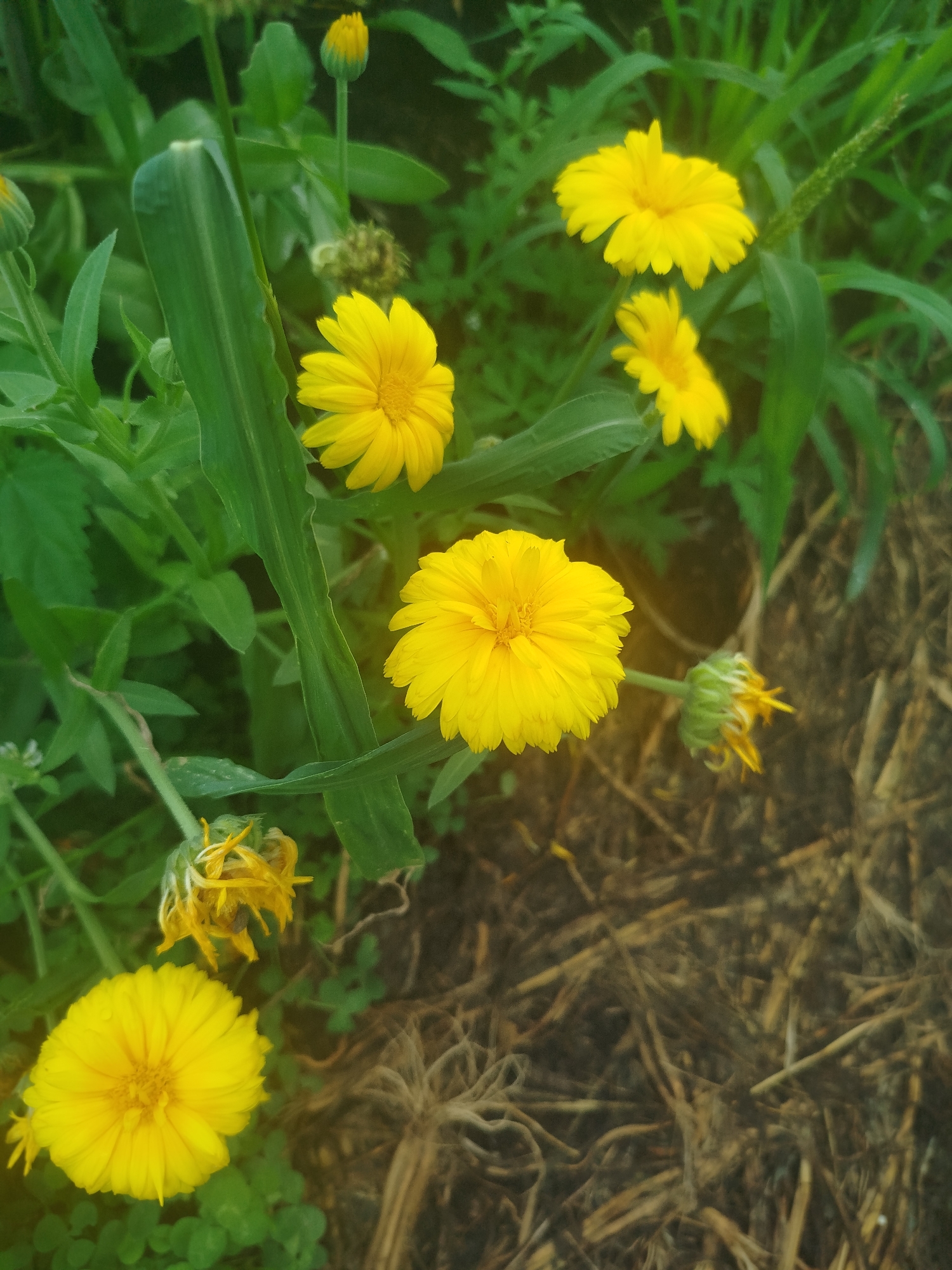 The image depicts a cluster of bright yellow flowers, likely calendula, in an outdoor setting. The flowers are in various stages of bloom, with some fully open and others as buds or partially withered. They are surrounded by lush green foliage and stems. In the foreground, there is a patch of dry, brown organic matter, possibly straw or dried grass, which contrasts with the vibrant colors of the flowers and leaves. The lighting suggests it may be a slightly overcast day, with a soft, diffused light illuminating the scene. No people or animals are visible. The setting appears to be a garden or natural area. The question of the image's location in the city of Zavodoukovsk, Russia, cannot be answered from the visual information provided in the image.