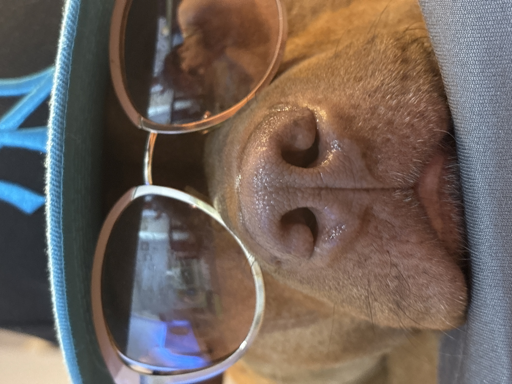 The image is a close-up, rotated portrait of a dog's face, specifically focusing on its snout and nose. The dog, which appears to be a short-haired breed, has reddish-brown or tan fur. It is wearing a pair of round, aviator-style sunglasses with metallic frames and reflective lenses.
The dog's wet, dark pink nose is prominently featured, glistening with moisture. The sunglasses cover its eyes, with reflections in the lenses showing an indistinct indoor environment, possibly windows or internal lighting. The dog's face is nestled against and partially covered by soft fabrics. On the right side, a light blue or grey woven fabric is visible, while on the left, a darker green or blue fabric with a lighter blue, ribbed edge frames the scene.
The dog appears to be resting or playfully posing for the camera. The mood conveyed is lighthearted and endearing. The specific time of day is not discernible, but the reflections in the sunglasses suggest an indoor setting with ambient light. There is no visible text in the image. The location context provided is Sofia, Bulgaria.
