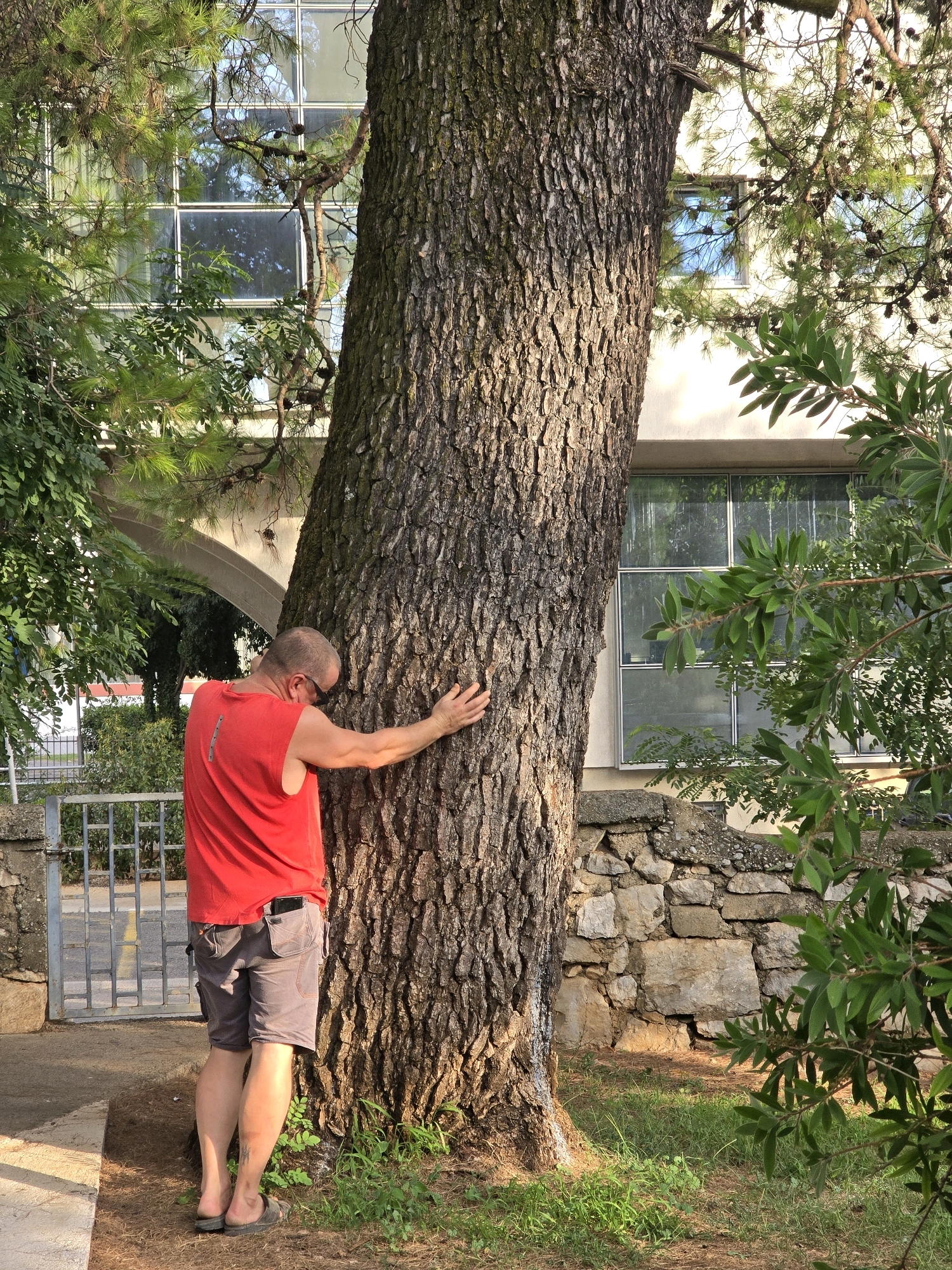 A man with a shaved head and sunglasses is hugging a large tree trunk in Podgorica, Montenegro. He is wearing a red sleeveless shirt and grey cargo shorts. His right arm is wrapped around the tree, and his left hand is touching the tree. The man is standing on a paved path with grass and pine needles on the ground. In the background, there is a modern building with large windows, a stone wall, and a metal fence. The scene appears to be outdoors, possibly in a park or garden.
