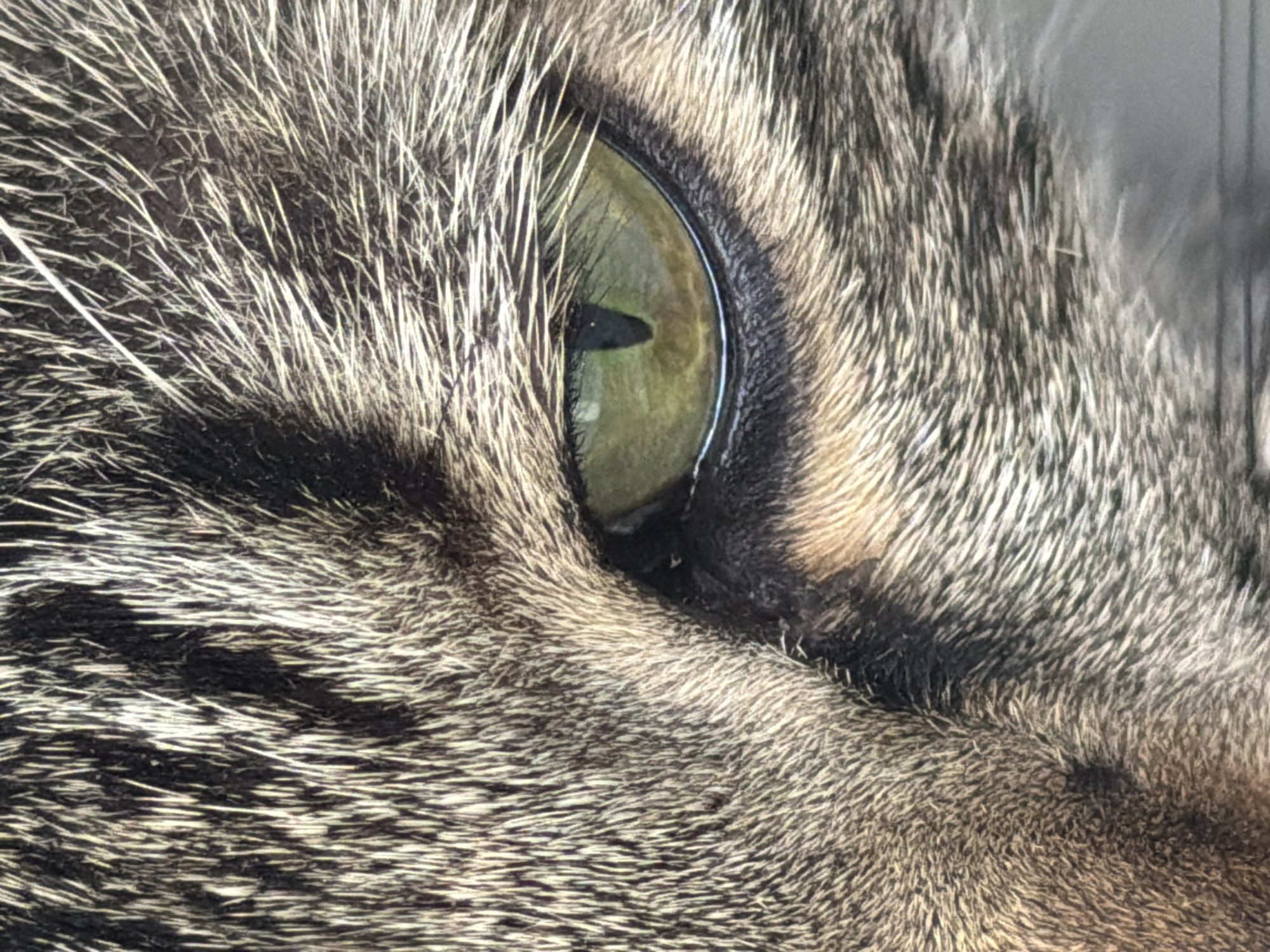 This is a close-up, macro photograph of a cat's eye. The image focuses on the left eye of a tabby cat, revealing the intricate details of its green iris and vertical black pupil. The fur surrounding the eye is a mix of grey, black, and tan stripes, characteristic of a tabby pattern. The texture of the fur is sharp and well-defined, with individual hairs visible. The lighting suggests it's an outdoor or well-lit environment, casting a subtle shadow near the pupil. The lower portion of the image shows a blurred, reflective surface, possibly water or a shiny ground. There is no indication of Sharm El Sheikh, Egypt, or any urban environment within the image.
