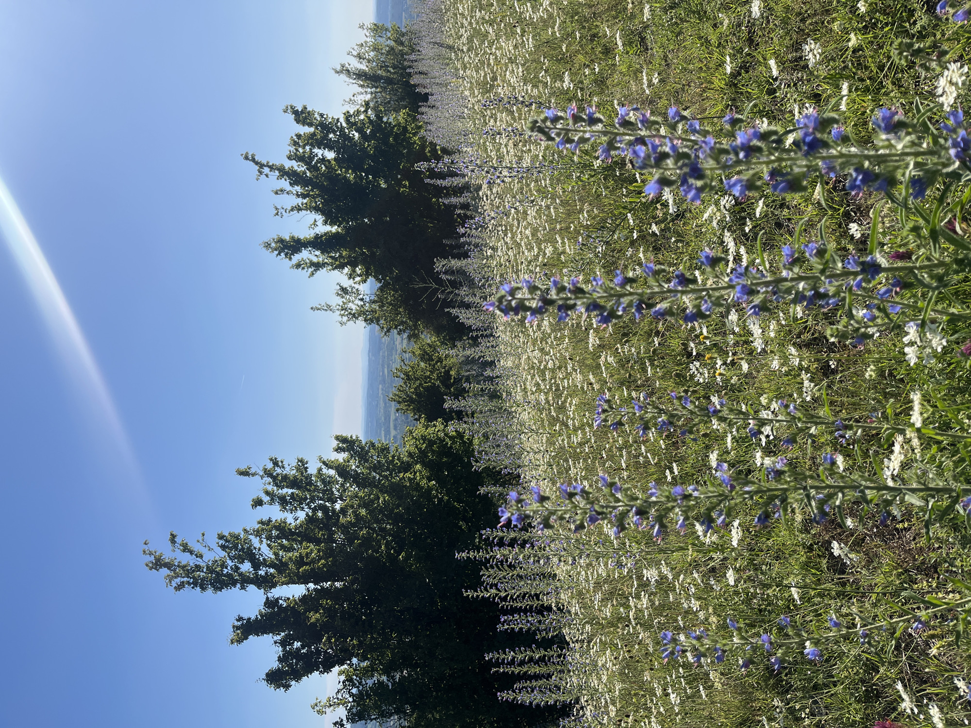 An outdoor, eye-level, full shot captures a field of wildflowers and trees under a bright blue sky with lens flare. In the foreground, tall, slender blue flowers with spiky blossoms are in focus, interspersed with smaller white flowers. The background reveals a dense line of dark green trees, followed by a distant, hazy landscape of rolling hills and fields under a clear blue sky.