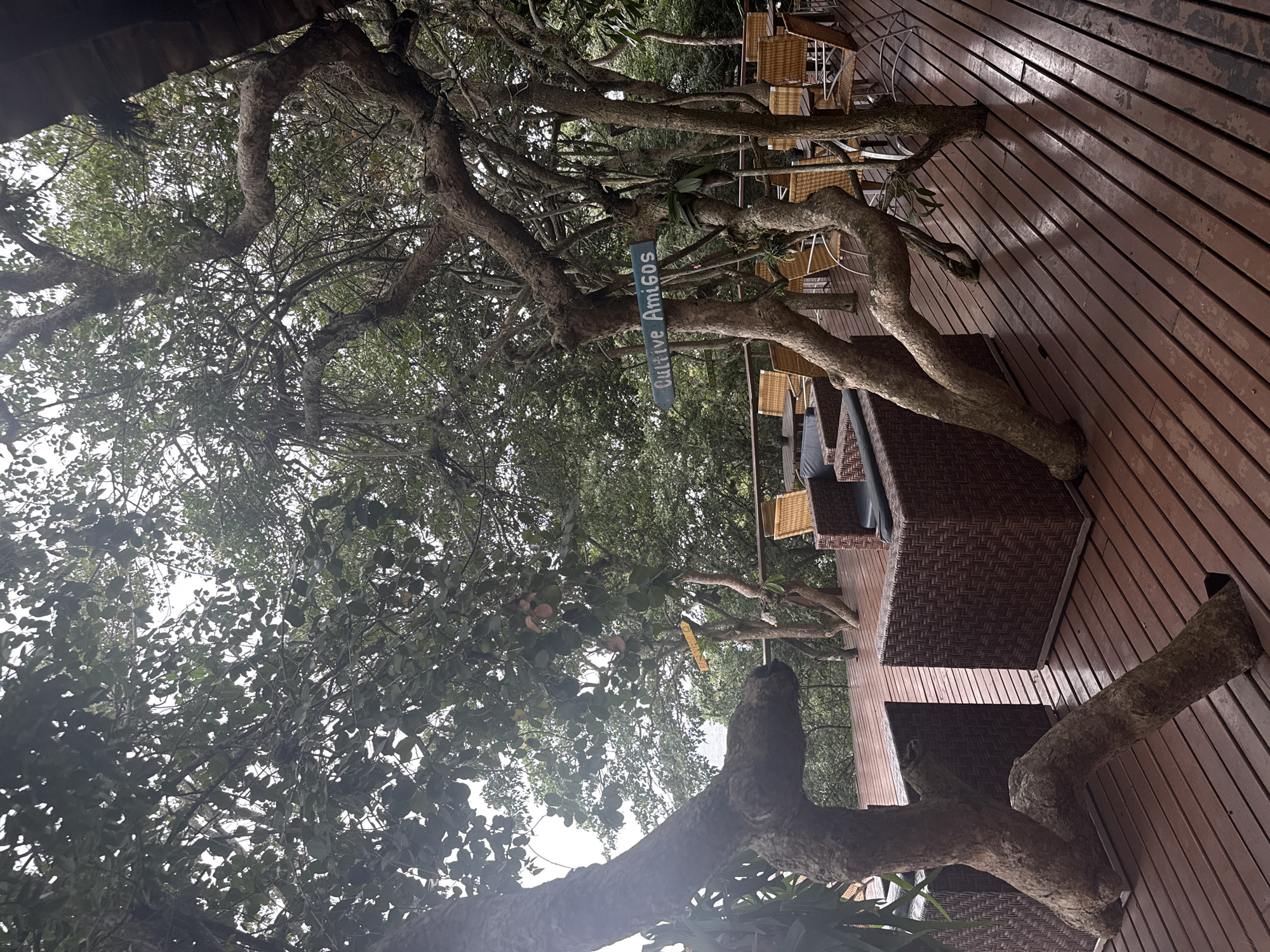 The image depicts an outdoor seating area with a wooden deck situated in the city of São Pedro Da Aldeia, Brazil. The deck is furnished with wicker sofas and chairs, suggesting a place for relaxation or dining. Several mature trees with gnarled branches are integrated into the design, growing through the deck and overhead. A sign on one of the trees reads "Cultive Amigos." The background reveals a dense green foliage of trees and a glimpse of the sky. The overall atmosphere is natural and serene, with the architecture thoughtfully incorporating the surrounding vegetation.