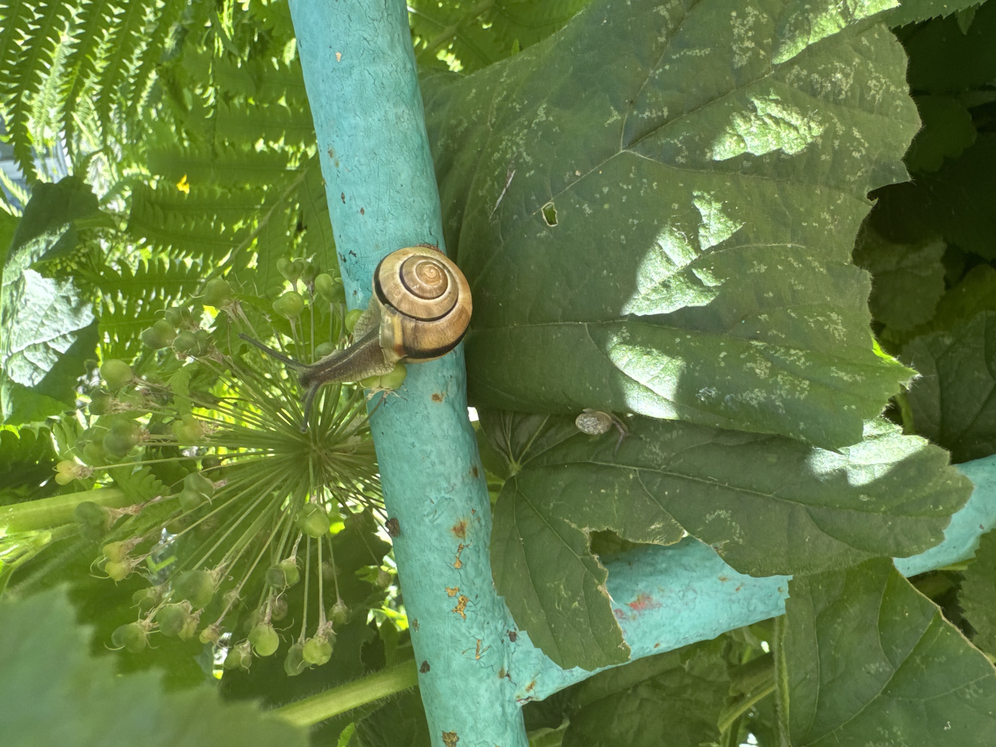 The image shows two snails on a turquoise painted metal bar in a garden. The larger snail, with a brown and cream shell, is positioned on the top of the bar. A smaller snail, with a grey shell, is located on a large green leaf below the bar. The background consists of various green plants, including what appears to be a dill plant with seed heads and fern-like foliage. The scene is illuminated by bright sunlight, creating shadows on the leaves. The location is identified as Chaikovsky, Russia.