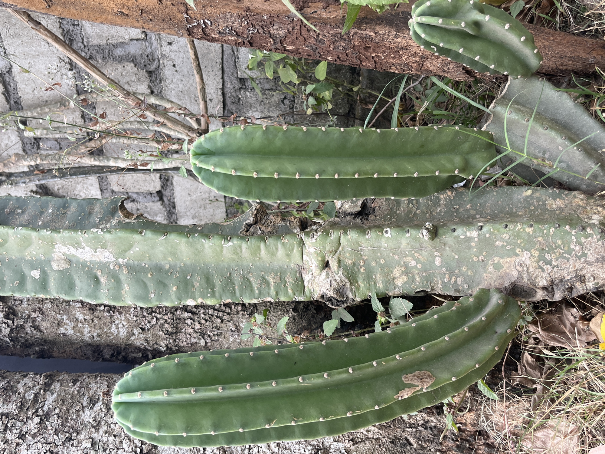 A group of three columnar cacti stand in the foreground, with a smaller cactus to the right. The cacti are green with small white spines. The largest cactus is in the center, with two smaller cacti to its left and right. Behind the cacti, there is a rough-barked tree on the left, and a reddish-brown tree trunk on the right. A rough concrete block wall is visible in the background, with some dry branches and leaves in front of it. The ground is covered with dry grass and fallen leaves. The overall scene suggests an outdoor environment, possibly a garden or yard, in Kuta Selatan, Indonesia. No people or animals are visible in the image.