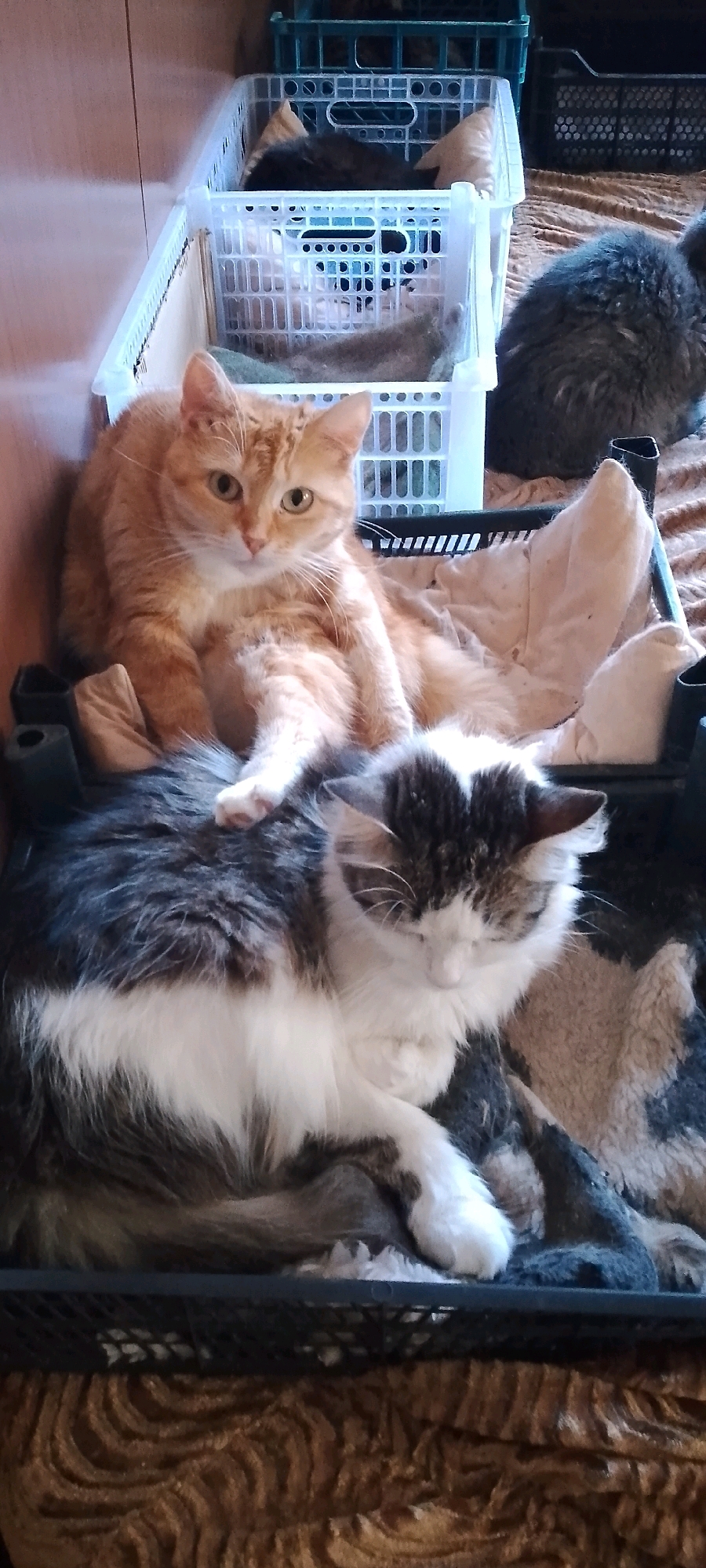 A medium shot captures two domestic cats resting in plastic crates stacked on a textured brown surface, likely a bed or sofa. The cat in the foreground, a long-haired feline with white and grey tabby markings, is curled up and appears to be sleeping, with its eyes closed. Its body is mostly white with prominent grey patches on its back and head, and it rests within a black plastic crate. Partially visible in the background, on top of and slightly behind the grey and white cat, is an orange tabby cat. This cat is sitting upright, looking towards the camera with a calm expression. It is positioned within a white plastic crate. Additional plastic crates are visible behind the main subjects, containing other cats or bedding. The crates and their contents are arranged indoors. The background appears to be a wall. The overall impression is one of domestic comfort and tranquility. The scene does not contain any elements that definitively place it in Belgorod, Russia, or any specific city.