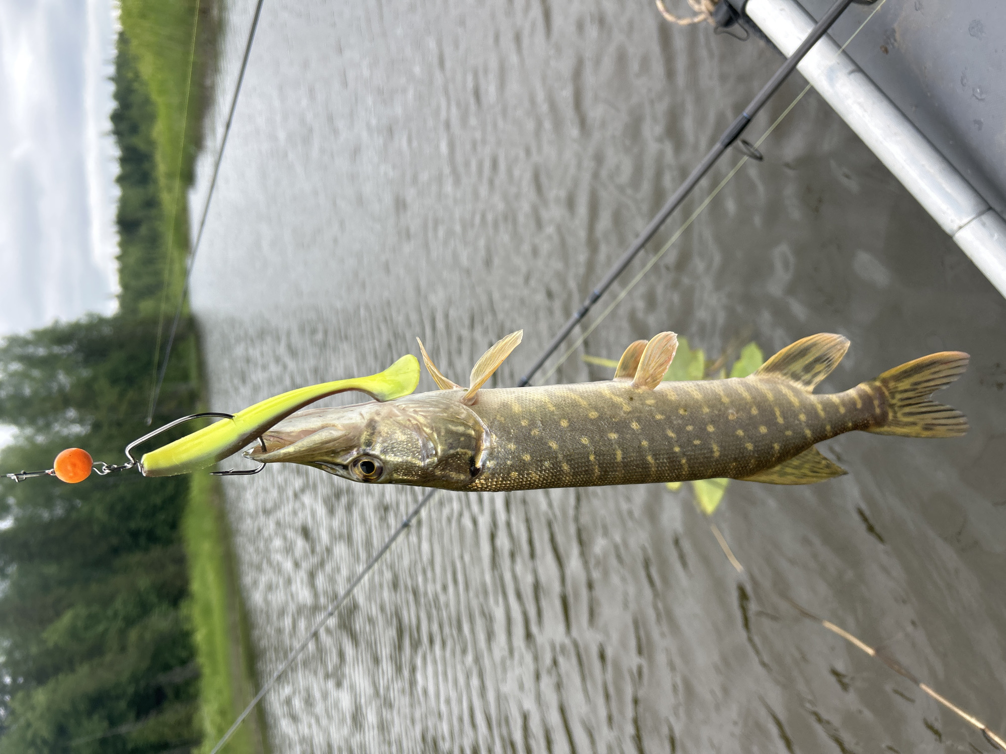 A small, freshly caught pike is dangling by its mouth from a fishing lure over calm, grey water. The fish has a patterned body of green and yellow with distinct spots and fins. The lure itself is a bright yellow, soft plastic bait with a hook embedded in the fish's mouth, and a small orange float above it. The scene appears to be on a body of water, possibly a river or lake, with a treeline of green trees visible in the background under a cloudy sky. Fishing rods are visible in the foreground and background, suggesting a fishing excursion. There are no people visible in the image. The specific location in Detskii Dom (Bashenino), Russia, is not discernible from the visual elements presented in the image.