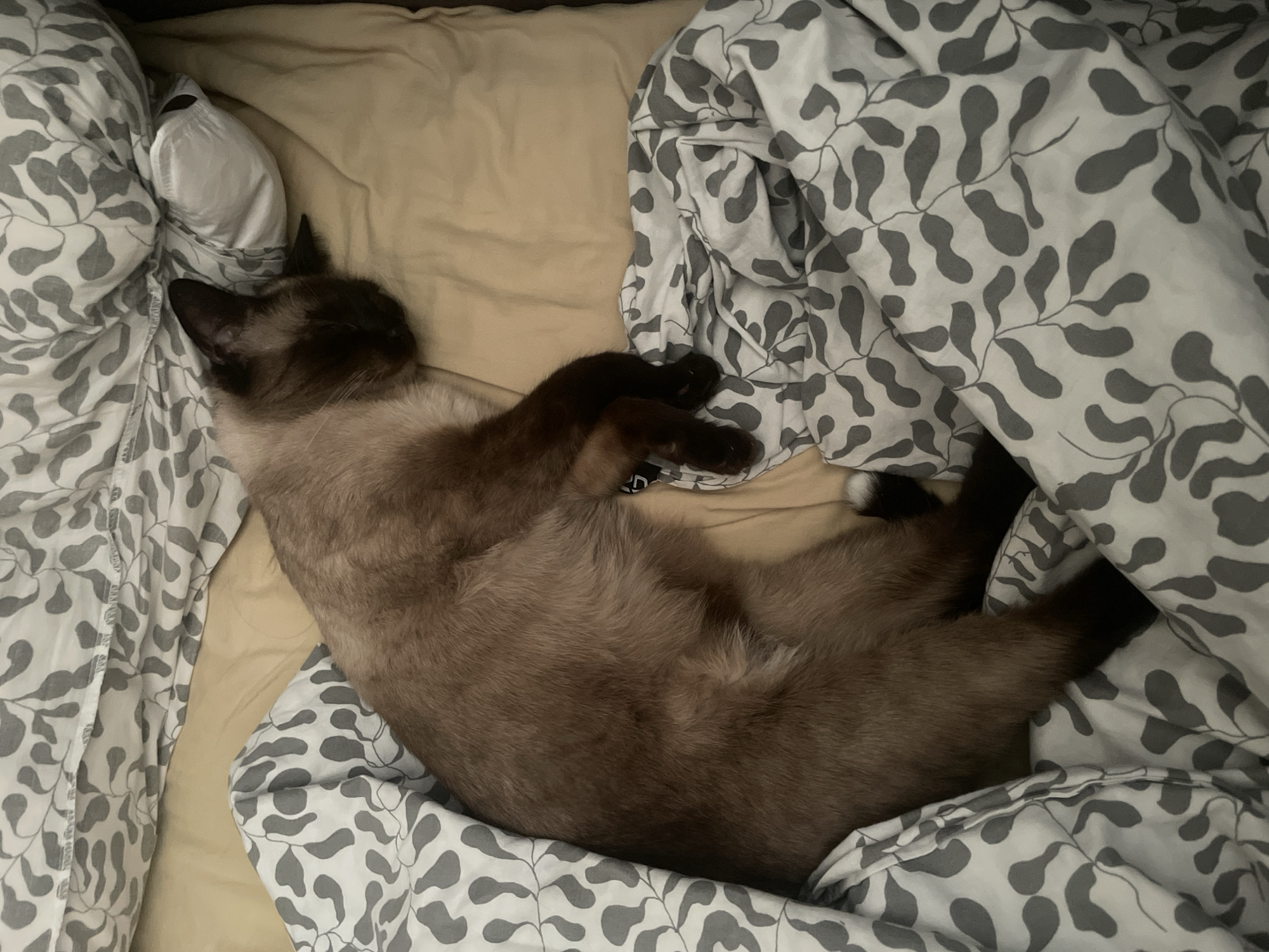 A Siamese cat sleeps nestled in a bed with a beige sheet and a duvet cover featuring a grey leaf pattern. The cat is on its side, curled up with its head resting on a pillow. The scene appears to be indoors, likely a bedroom. There is no visible indication of the location being in Sofia, Bulgaria.