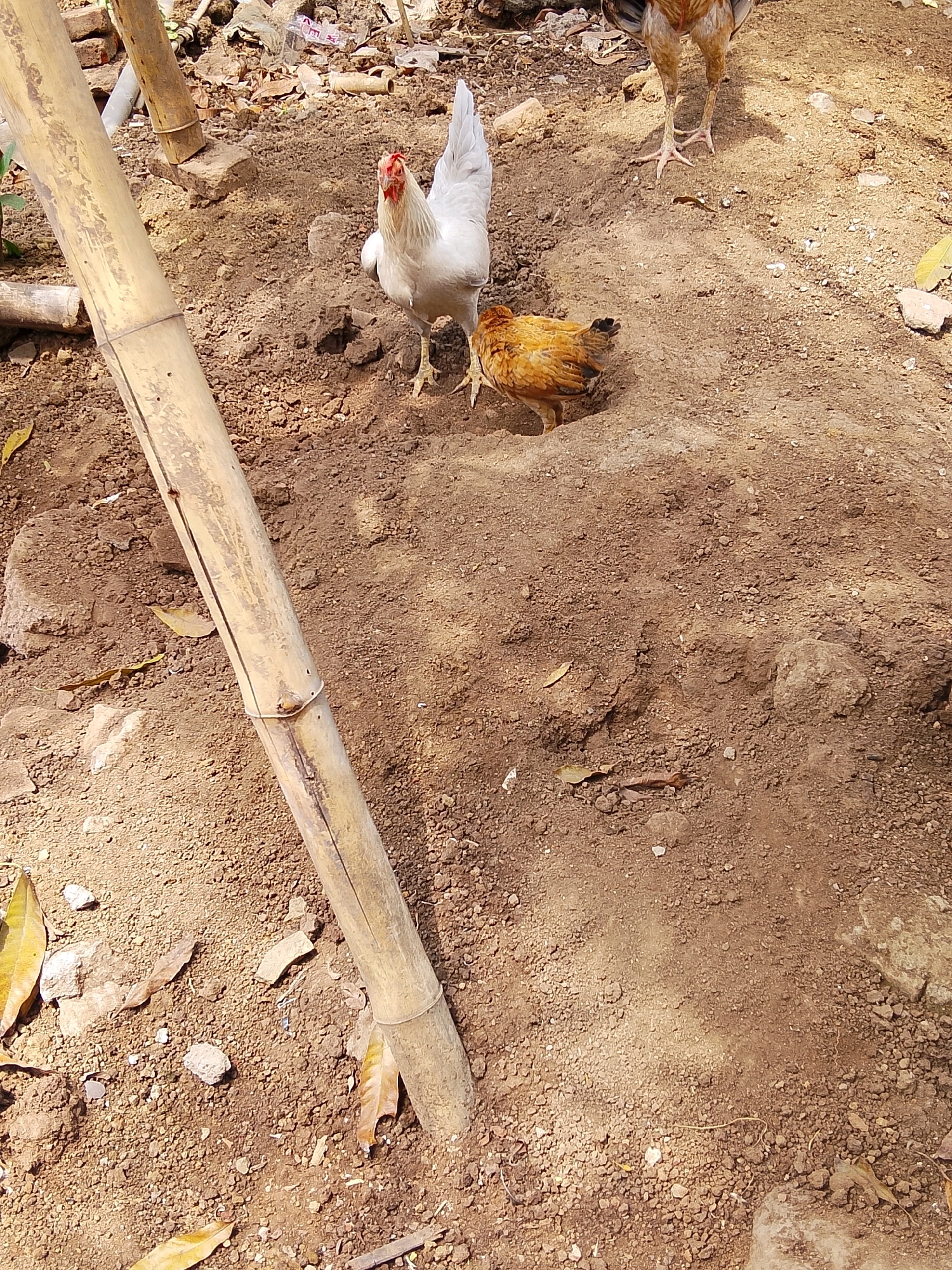 In an outdoor, rural environment, two chickens are visible on dry, dusty ground scattered with small rocks and fallen leaves. A large piece of bamboo, positioned diagonally from the bottom left to the middle of the frame, dominates the left side of the image. The ground itself appears to be soil with patches of sand and small pebbles. In the background, to the right, the legs of a third chicken are visible, suggesting its presence just out of frame. The lighting suggests it is daytime, with shadows cast by an unseen object or structure. The overall scene depicts a simple, natural setting.