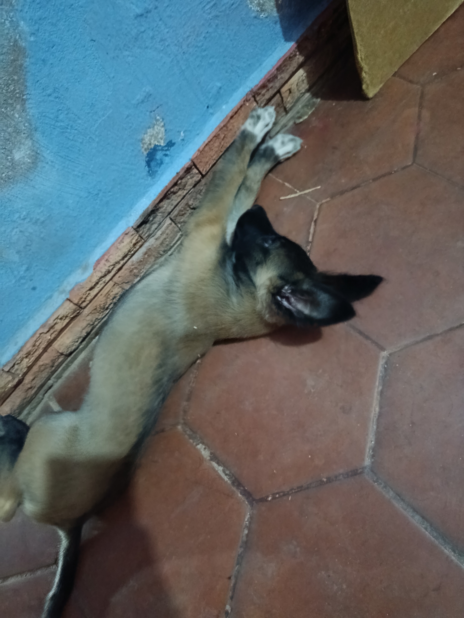 A medium-sized, tan-colored dog with dark ears and a black muzzle is lying on its back on a brown tiled floor. The dog's front paws are extended upwards towards a textured wall painted light blue. A brick-like ledge runs along the base of the wall. A cardboard box is visible in the upper right corner. The location appears to be indoors in Juan Griego, Venezuela.