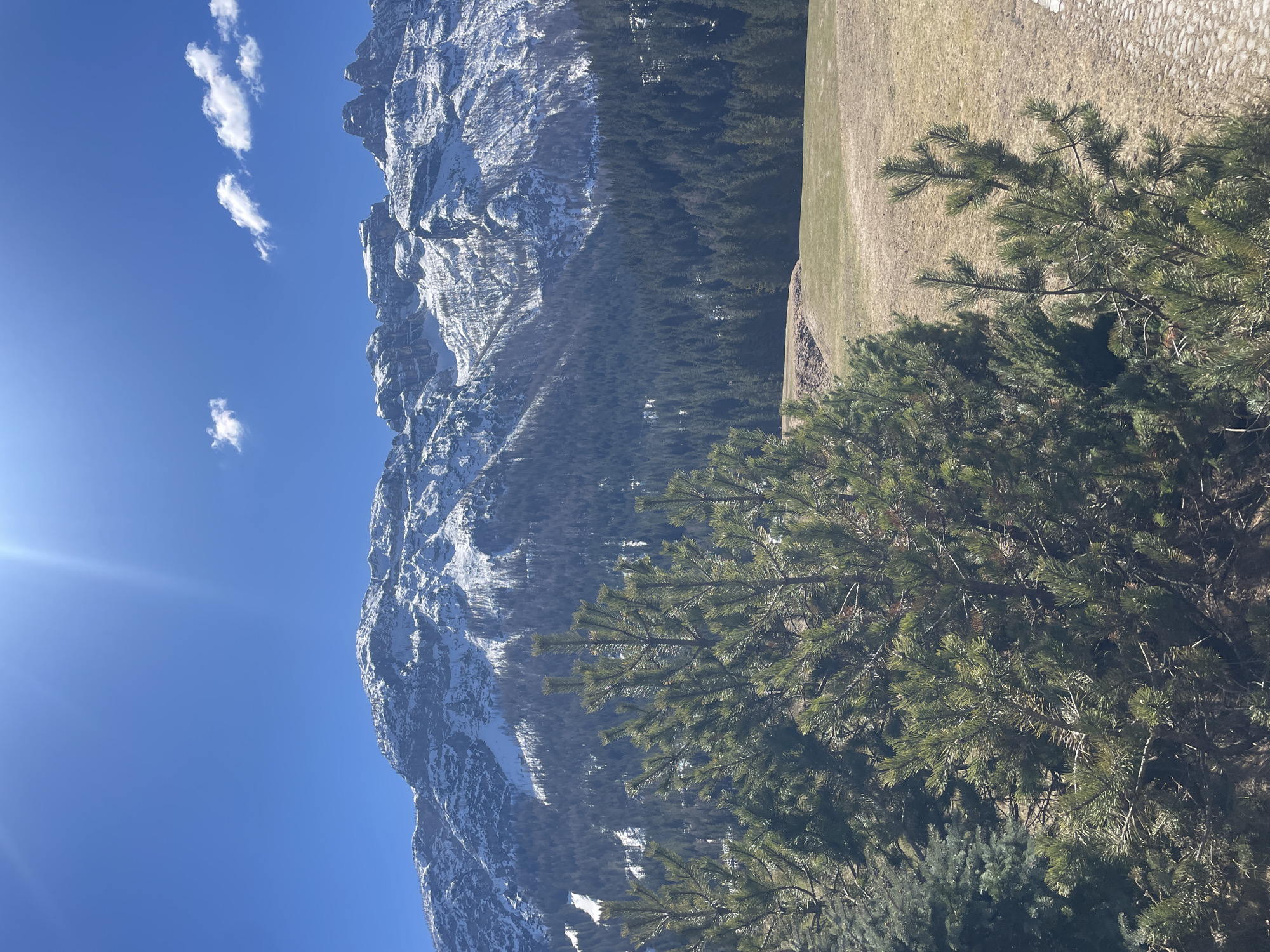 The image shows a landscape in Sappada, Italy, with a snow-capped mountain range dominating the left side of the frame. The sky is clear and blue with a few scattered clouds. A dense forest extends from the base of the mountains towards the center of the image. A grassy field is visible to the right of the forest. In the foreground, a coniferous tree partially obscures the view of the landscape. The sun is shining brightly, creating a lens flare in the upper left corner.