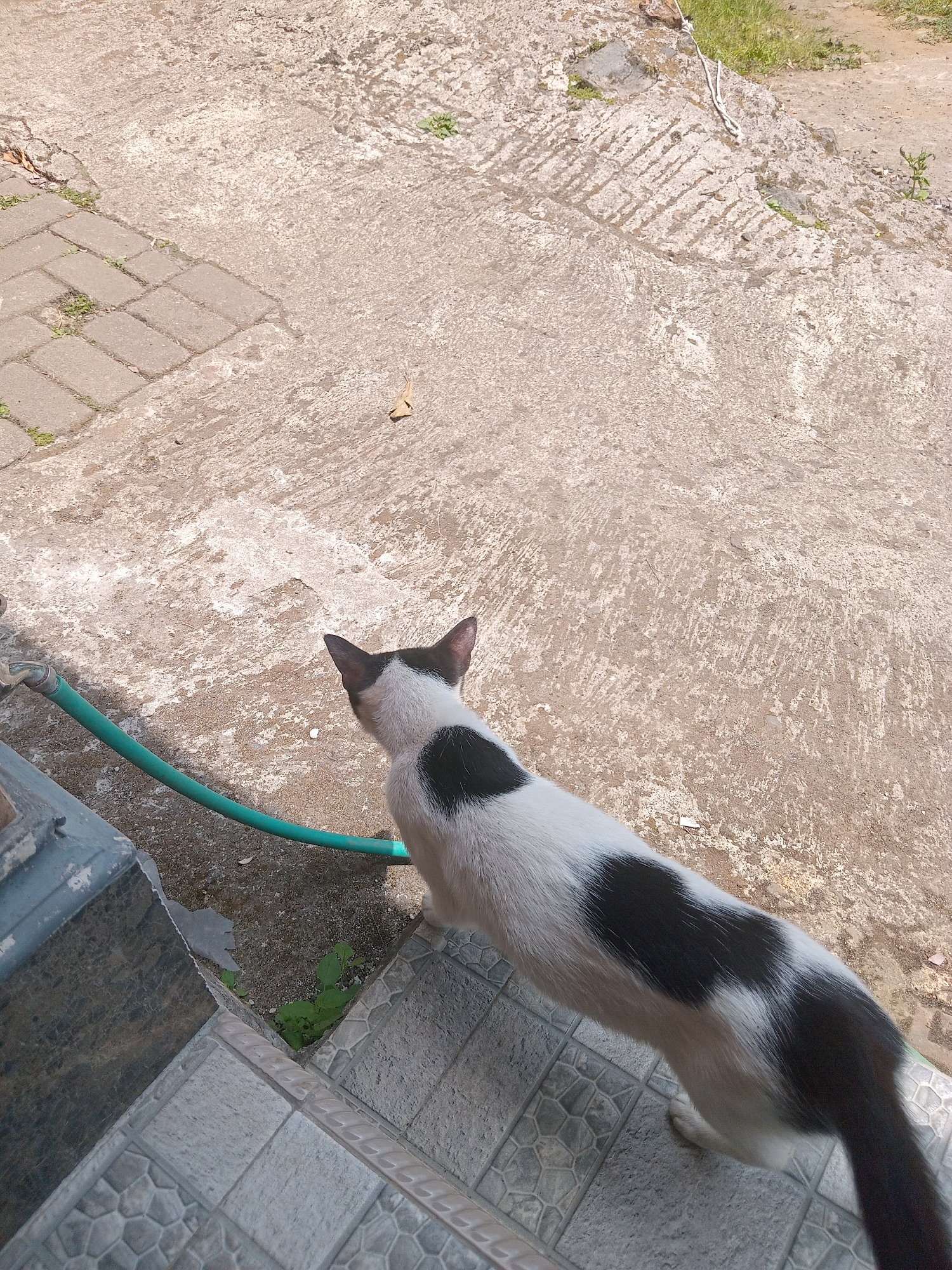 A black and white cat stands on a tiled step, facing away from the camera and towards a concrete area. The cat has a distinct black heart-shaped marking on its left flank. To the left of the cat, a green garden hose is visible, connected to a faucet. The environment appears to be outdoors, with a mixture of concrete and paving stones. The ground is dry and shows some signs of wear. In the background, there is dry grass and some loose soil. The lighting suggests it is daytime.