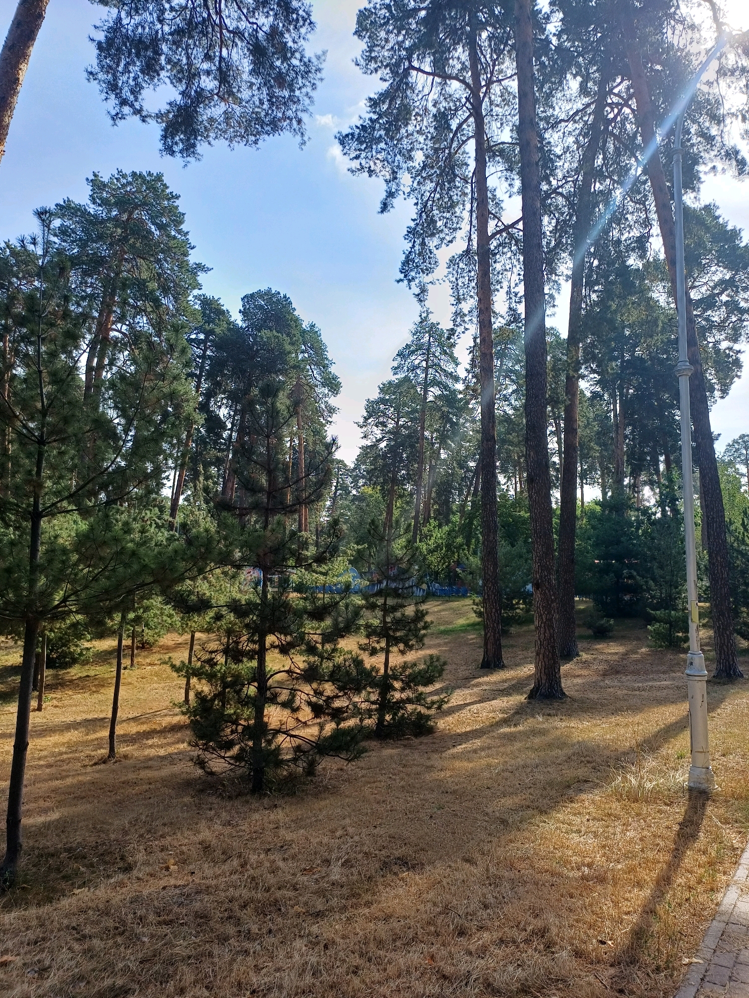 The image depicts a sunlit park with tall pine trees casting long shadows across dry, golden grass. The scene is set in the city of Kyiv, Ukraine, and appears to be a serene natural environment. In the background, there's a hint of structures, possibly part of a playground or recreational area, with blue fencing visible amongst the trees. A lamppost stands to the right, its shadow stretching across the ground. The overall impression is one of a peaceful, natural landscape within an urban setting, possibly during late summer or early autumn given the dry vegetation. There are no people visible in the image.