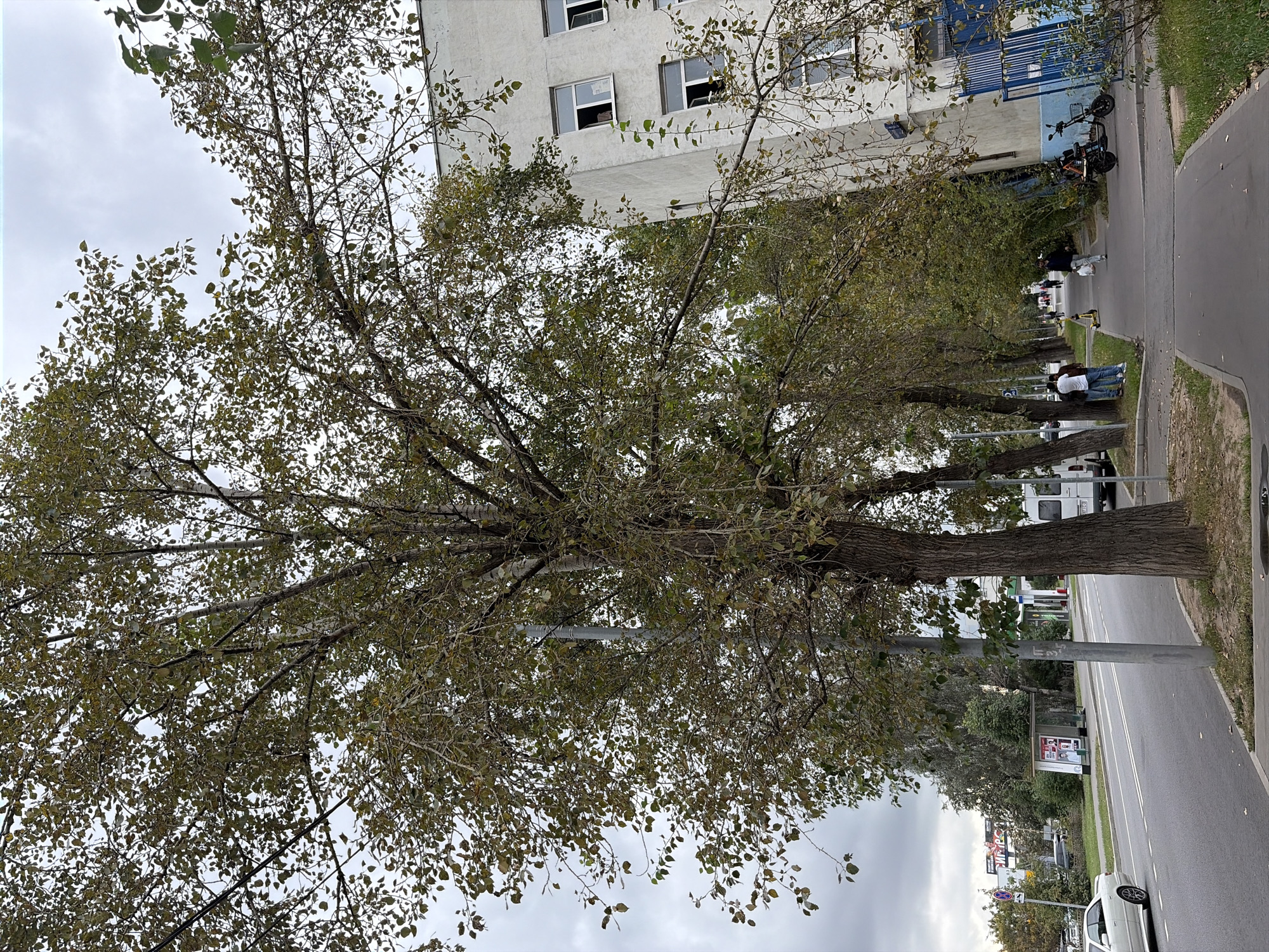 A frontal medium shot captures a street scene in Moscow, Russia, on a cloudy day. A large, mature tree with sparse foliage dominates the foreground, its branches extending upwards and towards the right side of the frame. To the right, a white, multi-story building with evenly spaced windows stands adjacent to a blue metal fence. A sidewalk runs along the building, populated by several pedestrians and a parked electric scooter.
The street, a two-lane asphalt road, is visible to the left, with a white car and a white van driving in the distance. A bus stop shelter with advertisements is also present on the left side of the street. The overall environment suggests an urban residential area, with trees lining the sidewalk and a slightly overcast sky.