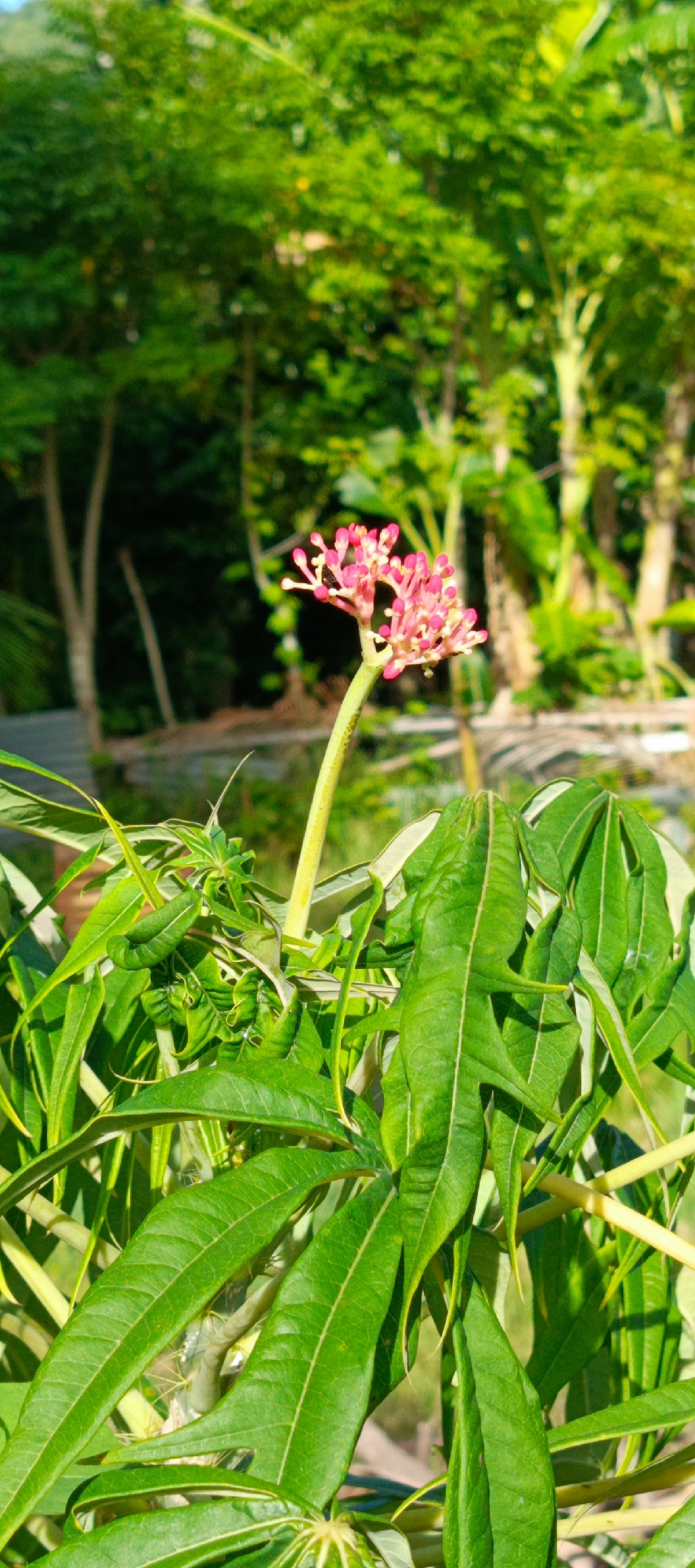 A bright, vertical, close-up photograph captures a cluster of delicate pink flowers atop a slender, pale green stem. These flowers are surrounded by lush, vibrant green leaves, some of which are deeply lobed and have a pointed, almost serrated edge. The background is a blur of more greenery, suggesting a natural, outdoor setting, possibly a garden or a tropical environment. The lighting indicates it is daytime, with sunlight dappling through the foliage. The scene is devoid of any human presence or activity. The precise location in Pashiebeutong, Indonesia, is not visually discernible from the image alone.
