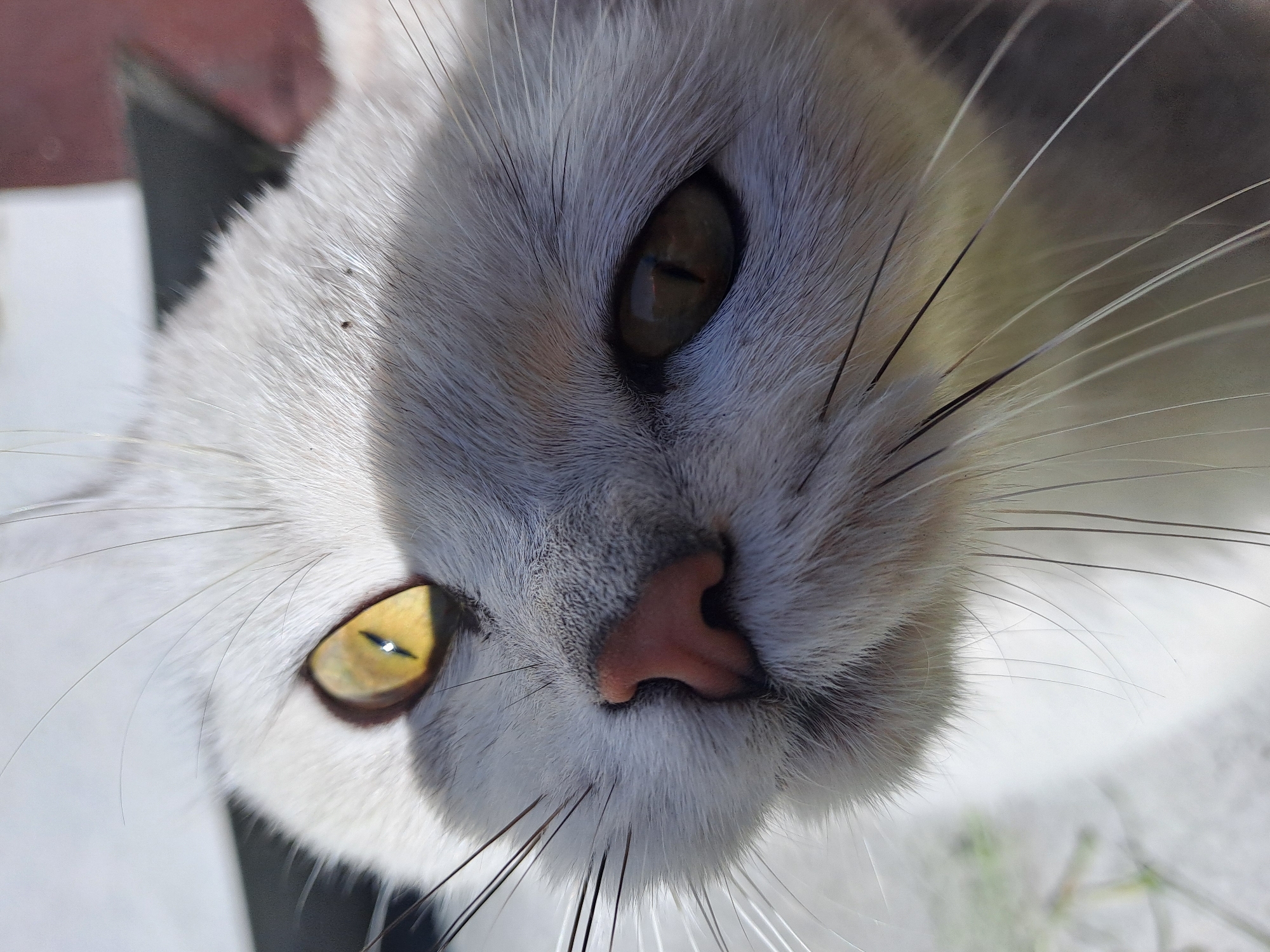 The image is an extreme close-up, low-angle portrait of a domestic cat's face, centered on its eyes and nose. The cat has soft, short fur, primarily light grey and white. Its two eyes are prominent; the left eye (viewer's left) is a striking yellow-gold with a narrow vertical pupil reflecting a bright light source, while the right eye is in shadow, appearing a darker amber-brown.
A small, textured pink nose is visible in the center, just below the eyes. Long, fine whiskers, both light and dark, extend outwards from the muzzle. The fur around the eyes and nose shows varying shades and textures. Small dark specks, possibly debris, are present on the fur near the top left of the frame.
The scene is brightly lit by natural sunlight, casting distinct shadows across parts of the cat's face, particularly around the right eye and nose area, indicating a sunny daytime. The background is completely out of focus, showing only blurry light and dark patches, with a hint of green at the very bottom, suggesting an outdoor setting. The cat appears to be looking directly at the camera with a curious or watchful expression. There is no visible text. The location context is Полянки, Russia.
