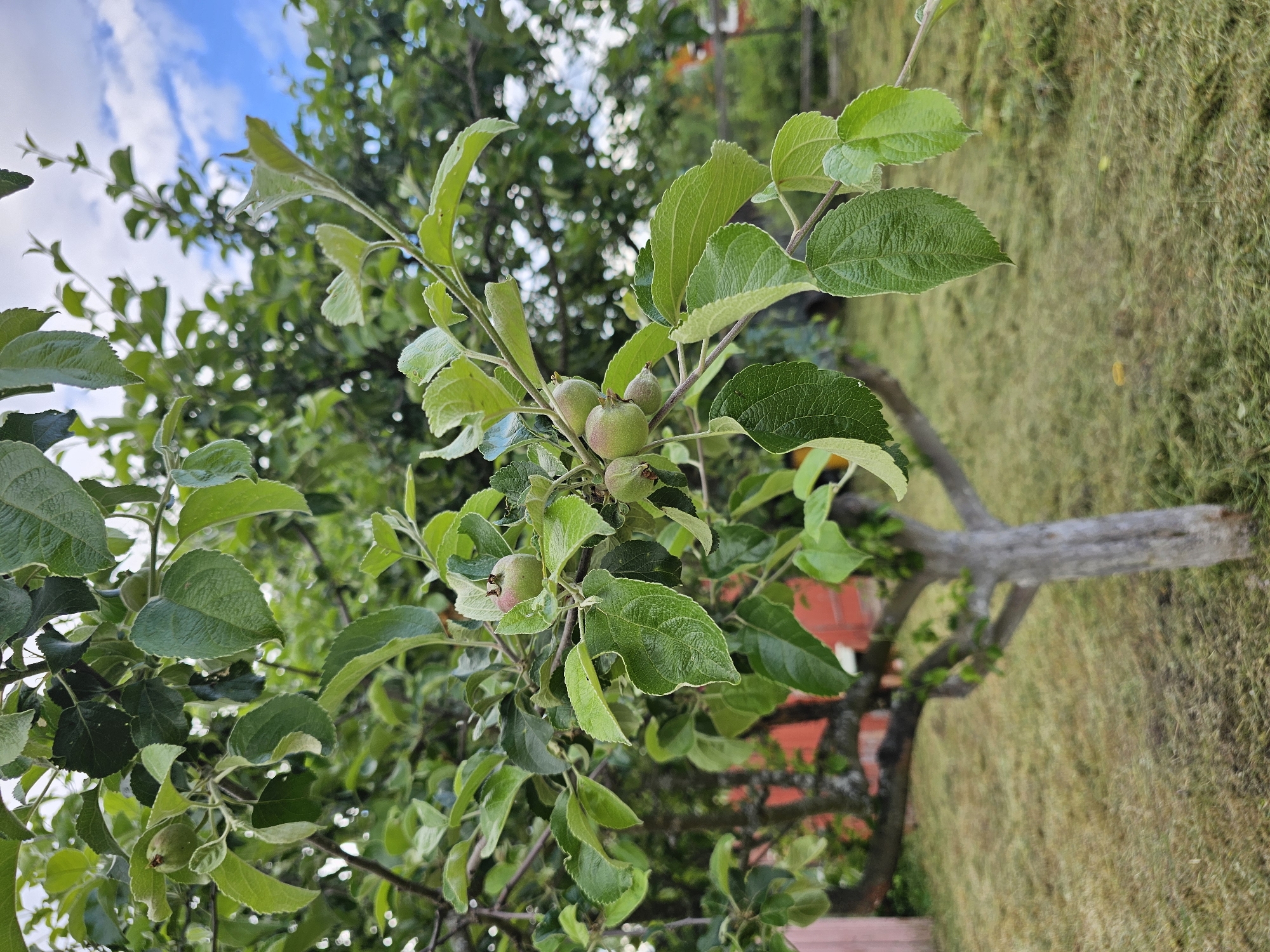 In Chukholovo, Russia, a close-up shot focuses on a branch of an apple tree. The branch is laden with several small, green apples, some with a hint of pink. Lush green leaves surround the developing fruit. In the blurred background, the grey trunk of the apple tree is visible, along with a red-painted building. The ground is covered in freshly cut green grass. The sky above is a mix of blue with scattered white clouds.