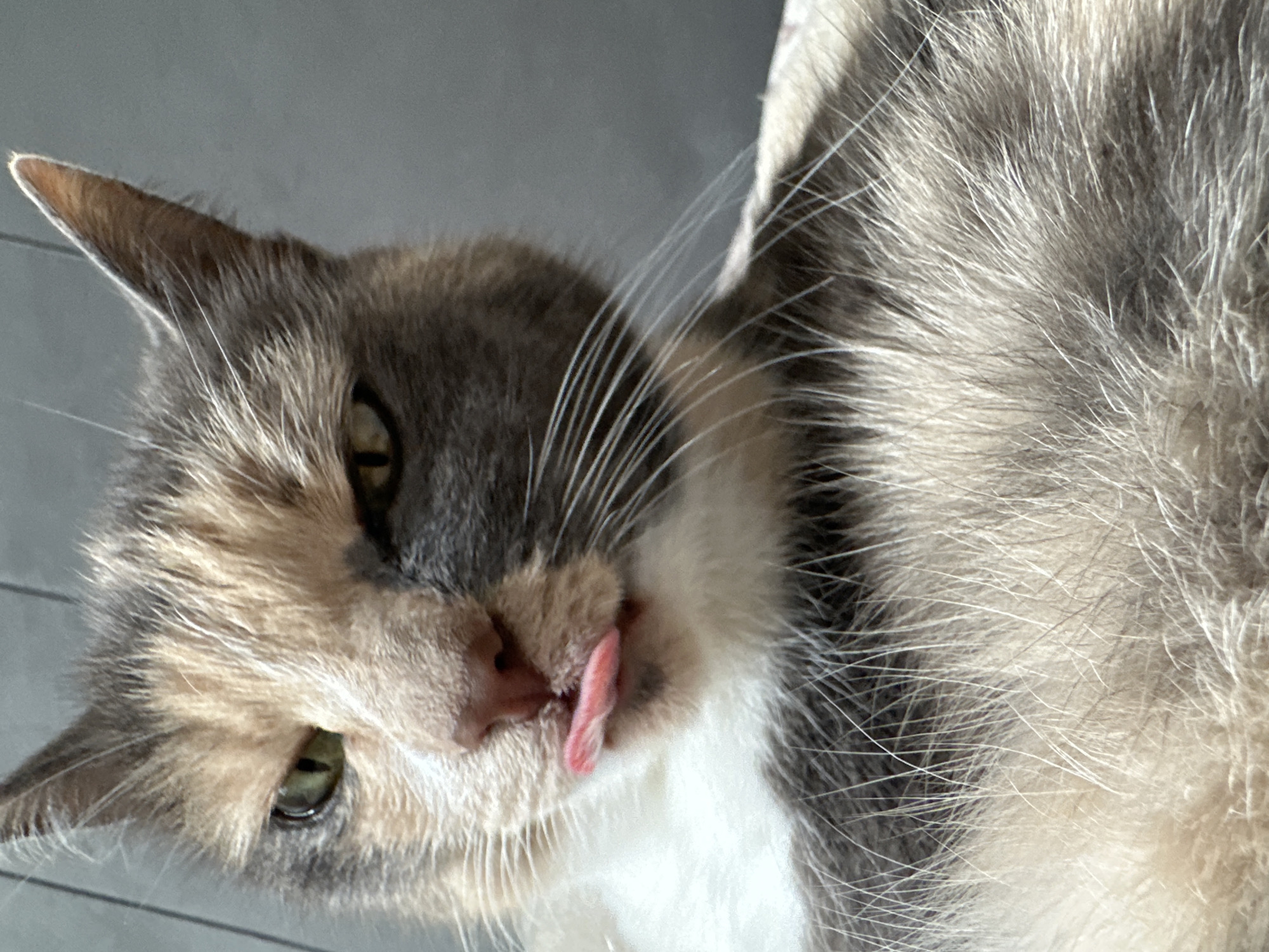 A close-up, eye-level shot focuses on the face of a tortoiseshell cat, which is positioned towards the viewer in the foreground. The cat's head is tilted slightly, and its mouth is open with its pink tongue extended, giving the impression that it is sticking its tongue out. The cat's fur is a mix of grey, cream, and orange patches. Its eyes are a piercing green and appear to be looking directly at the camera. The background consists of a neutral gray surface, possibly a wall or furniture, that is out of focus. The lighting suggests an indoor environment, likely in a residential setting. The cat's location within Ждановіцкі сельскі Савет, Belarus, is not discernible from the image itself.