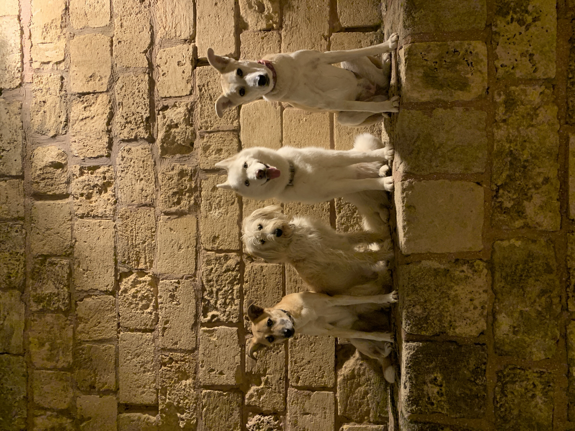 Four dogs are stacked vertically on a textured stone wall. From the top, the dogs are: a light-colored dog with a pink collar, a white dog with its tongue out, a light-colored fluffy dog, and a tan dog. The stone wall is made of irregular rectangular blocks and appears to be illuminated by artificial light. There are no people visible in the image. There is no way to tell that the photo was taken in Tel-Aviv.