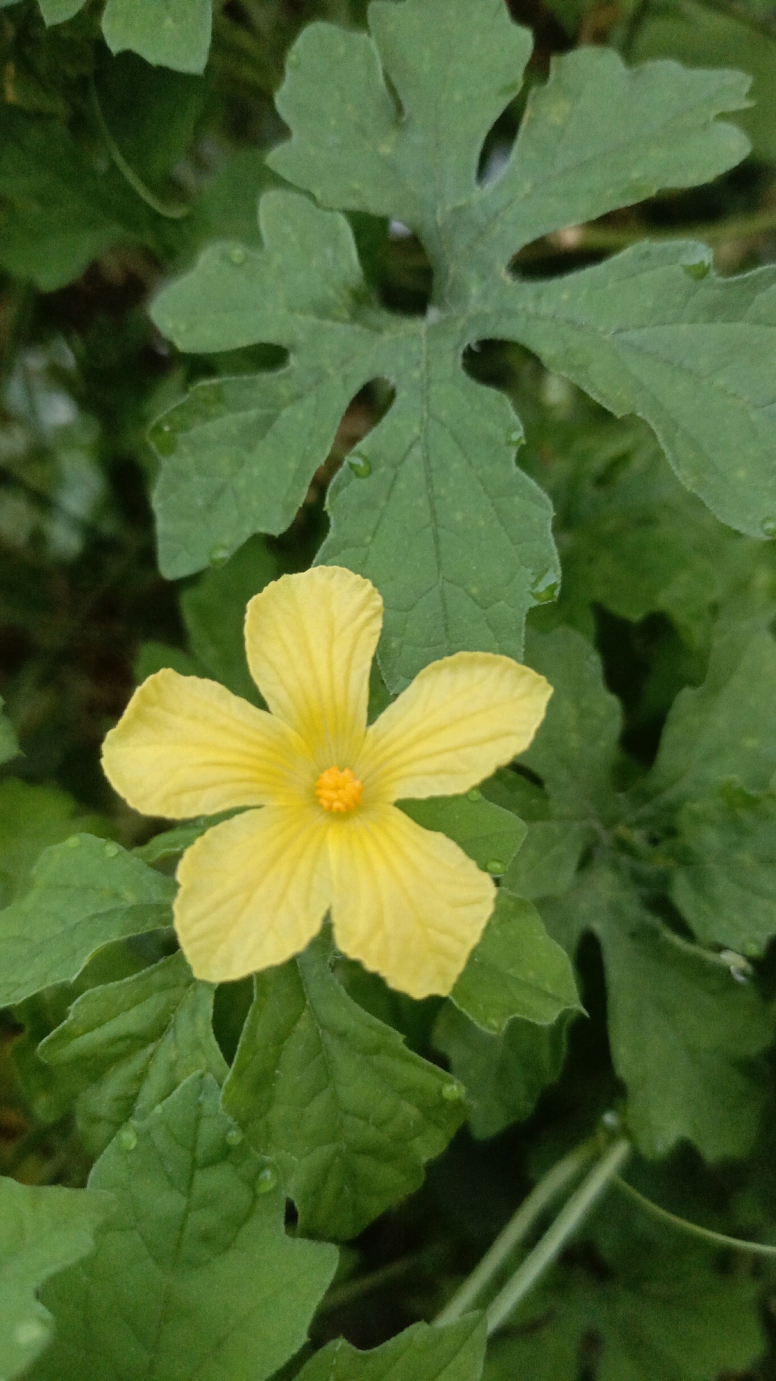 A close-up, vertical shot showcases a vibrant yellow, five-petaled flower with a textured orange center, likely a bitter melon flower, against a backdrop of lush green, lobed leaves. Some leaves show small water droplets, suggesting recent rain or dew. The focus is sharp on the flower, with the surrounding foliage softly blurred. The image was captured in Taliwang, Indonesia.