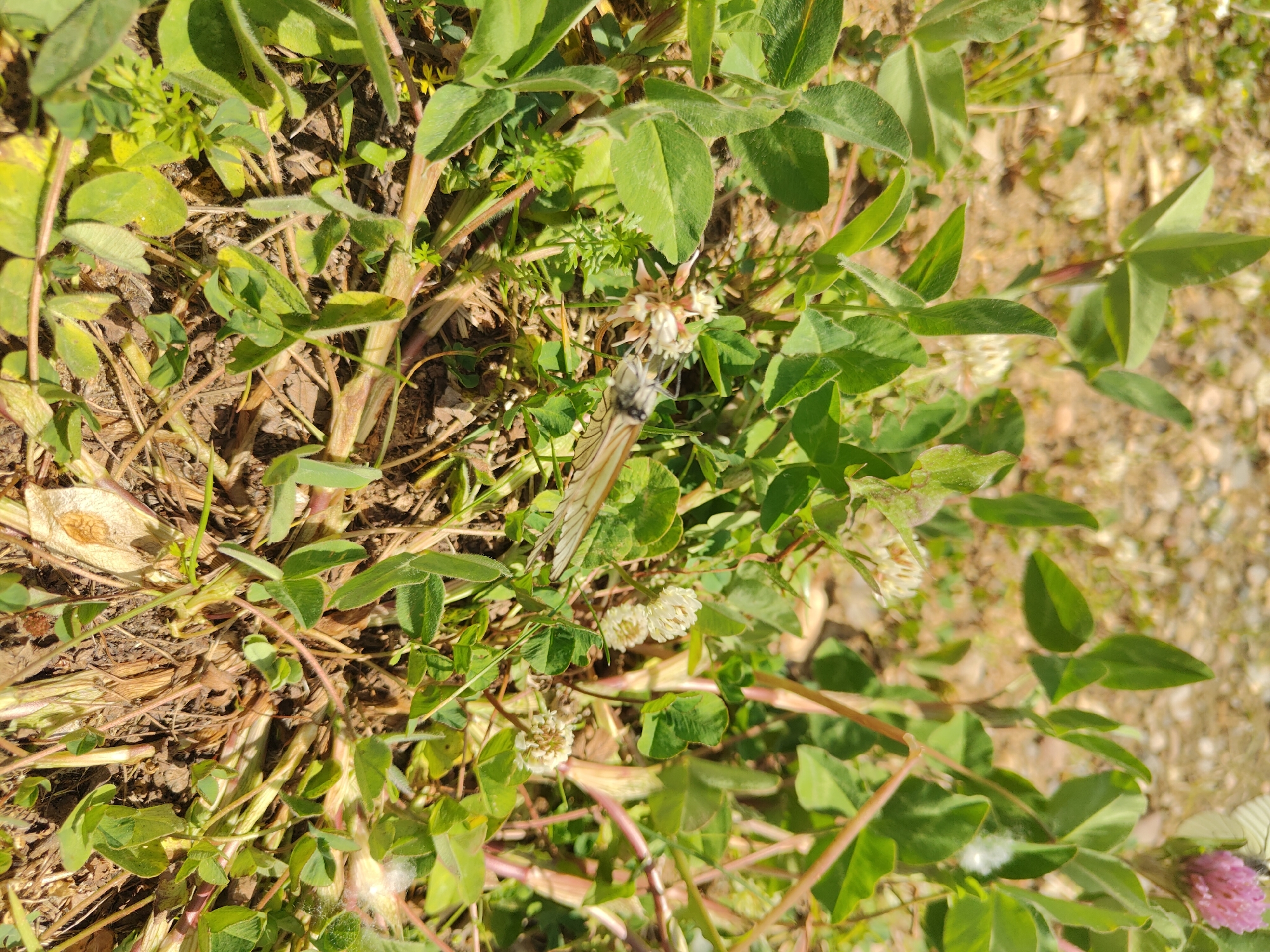 A close-up, eye-level shot depicts an area of low-lying vegetation. Predominantly featured are clovers with green leaves and some white, rounded flower heads, intermixed with other types of green foliage. A moth is visible, lying amongst the foliage. The background consists of soil and some loose gravel. The setting appears natural and the lighting is bright, suggesting an outdoor environment. The location of the city of Sim, Russia, is not discernible from the image.