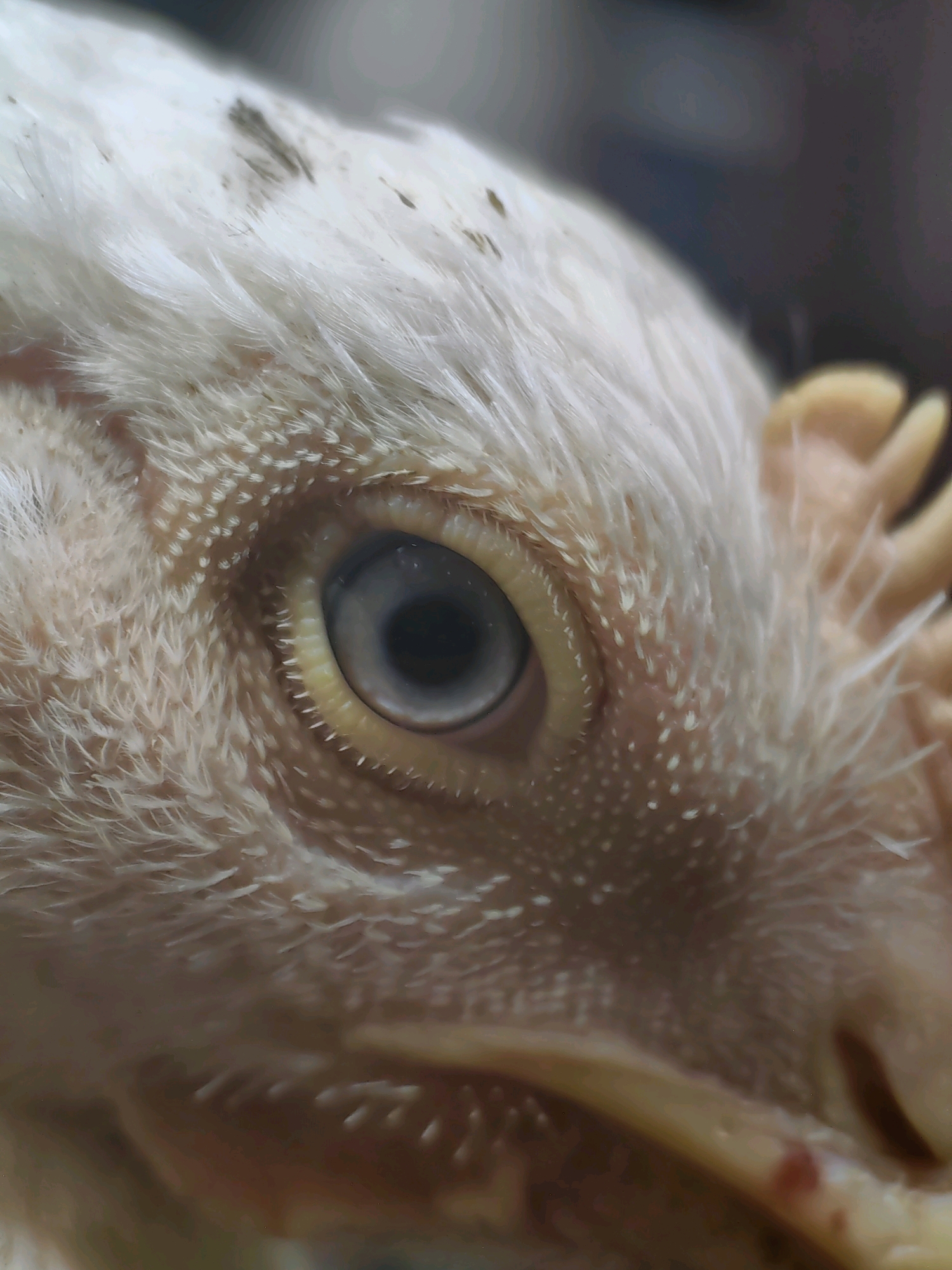 The image is an extreme close-up of a chicken's eye. The eye is light blueish-gray with a dark pupil. The skin around the eye is pale yellow and covered in small, light-colored feathers. The feathers on the head are white and fluffy. The background is dark and out of focus. There is no visible indication of the location in Mumbai, India.
