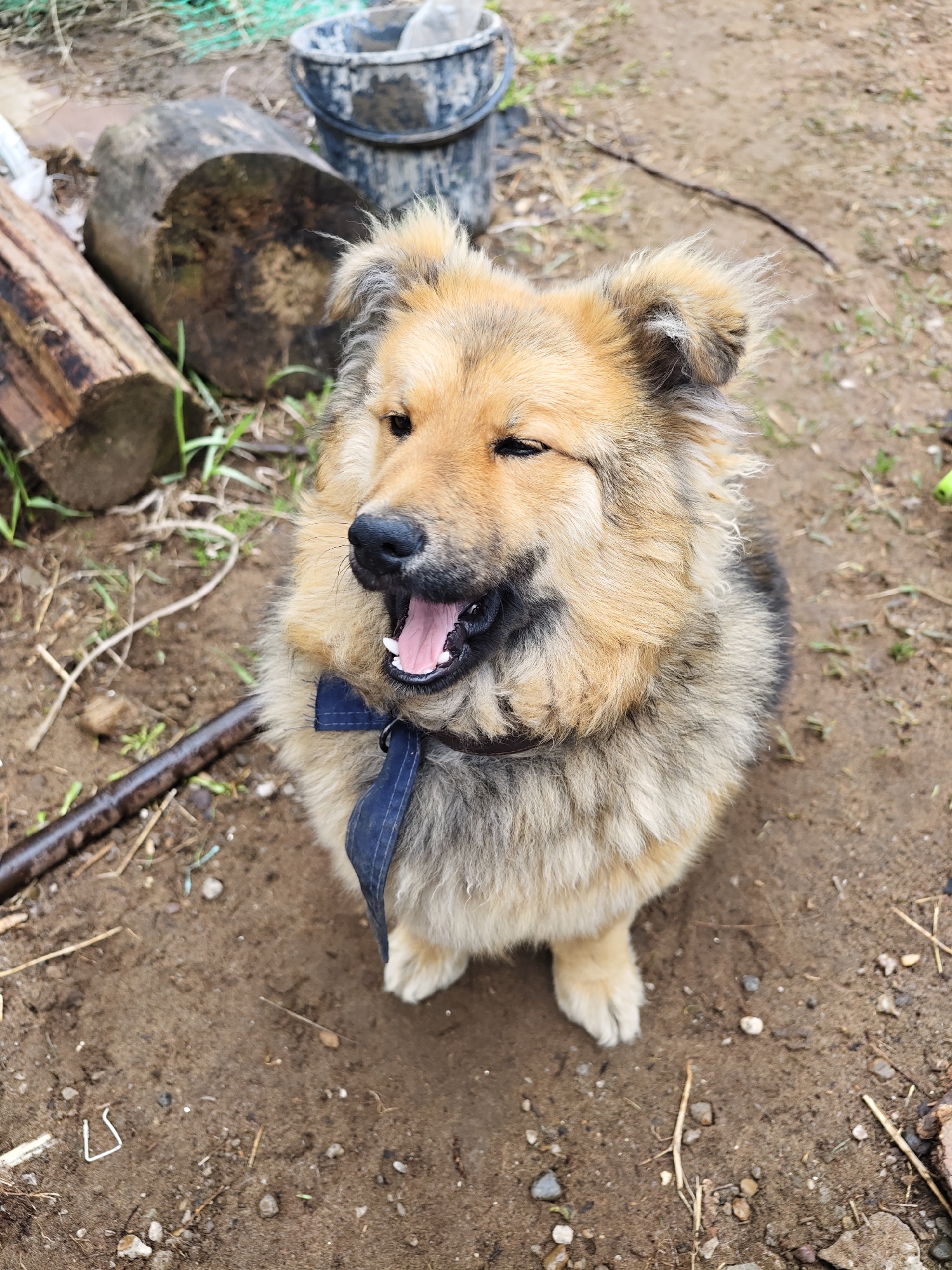 A medium-sized, mixed-breed dog with brown and gray fur, wearing a blue harness, is sitting on dirt ground. The dog is looking to the upper left, its mouth open, and tongue visible. Behind the dog are wooden logs, a white plastic bag, and two gray buckets. The ground is dirt and small rocks. Location: Possible Noviy, Russia based on metadata but this is not definitively confirmed from visual cues.