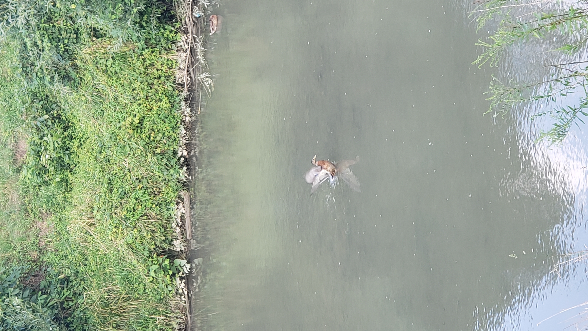 The image depicts a natural scene with a body of murky water, likely a river or stream, flowing in front of a dense bank of green vegetation. In the middle of the water, a duck with its wings outstretched is actively splashing. Further in the distance, another duck is visible floating calmly. The vegetation on the bank appears overgrown and untamed, with a mix of tall grasses and leafy plants. The water's surface is slightly rippled, reflecting the overcast sky or surrounding foliage. There are no man-made structures or discernible signs of urban development in the immediate vicinity, suggesting a natural or semi-natural environment within or on the outskirts of Prešov, Slovakia.