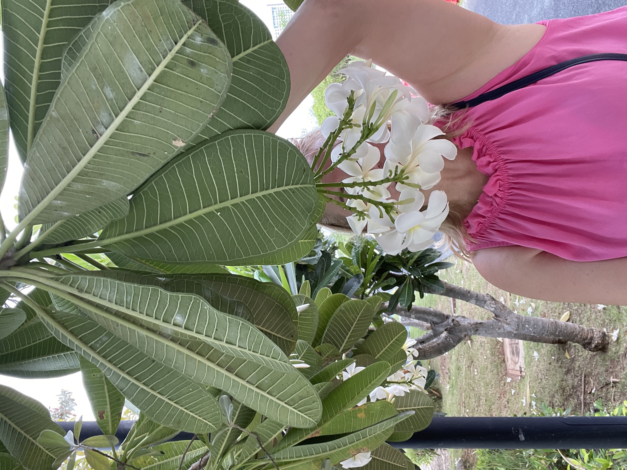 In Pattaya City, Thailand, a woman in a bright pink dress is partially obscured by a cluster of white plumeria flowers held in front of her face. Her arm is raised, supporting the flowers, revealing her armpit and shoulder. The scene takes place outdoors, with lush green foliage from a plumeria tree dominating the upper portion of the frame. In the background, a small tree with a grey, gnarled trunk stands on a grassy lawn, with some fallen white plumeria petals scattered around its base. A black pole is visible to the left of the image. The overall setting suggests a tropical outdoor environment, possibly a garden or park.