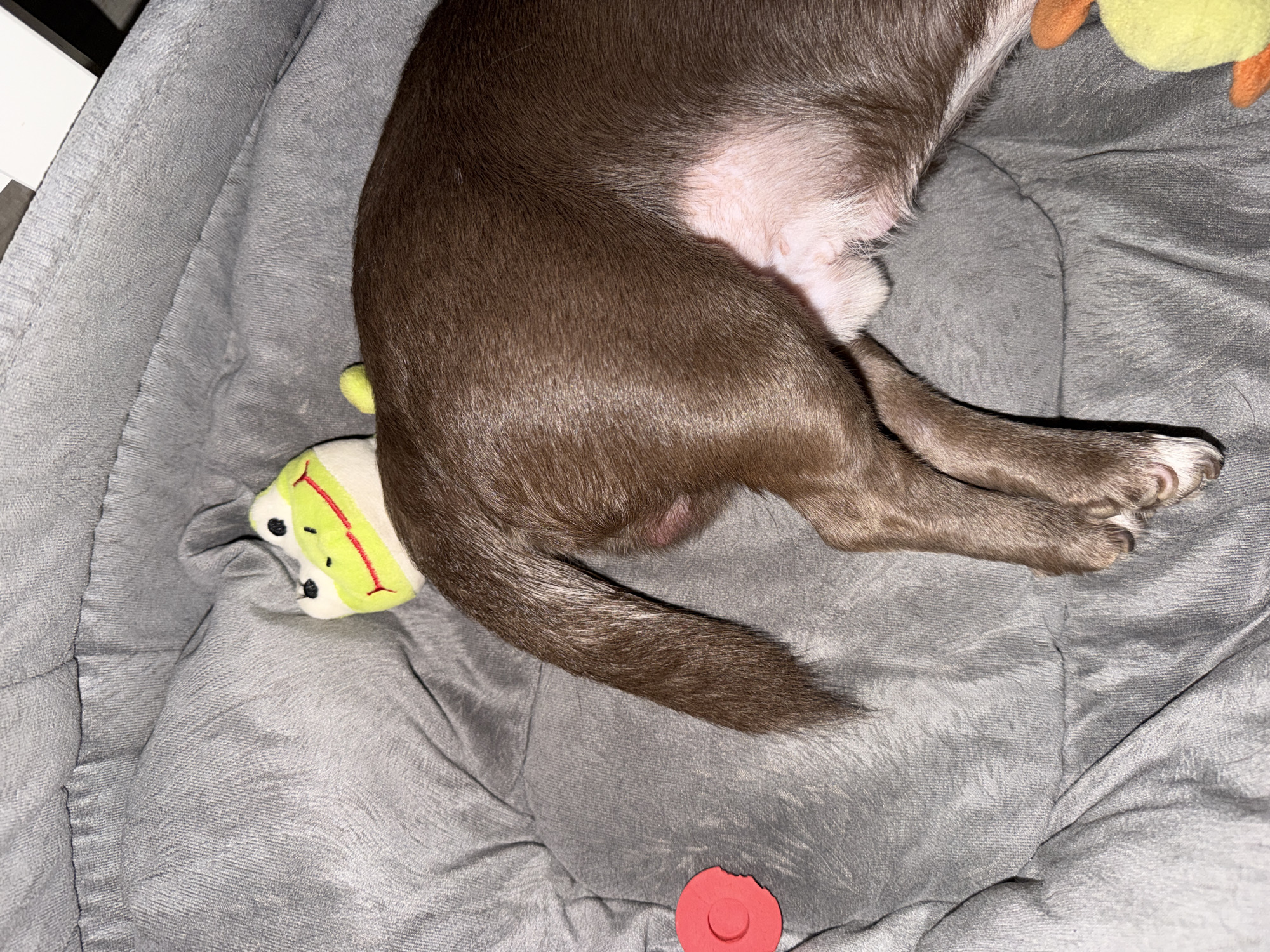A brown dog is lying on a gray dog bed. A green frog toy is next to the dog's tail, and a red rubber disc is near the bottom of the frame. The location is not specified in the image, therefore it is not possible to include the city of Votkinsk, Russia.