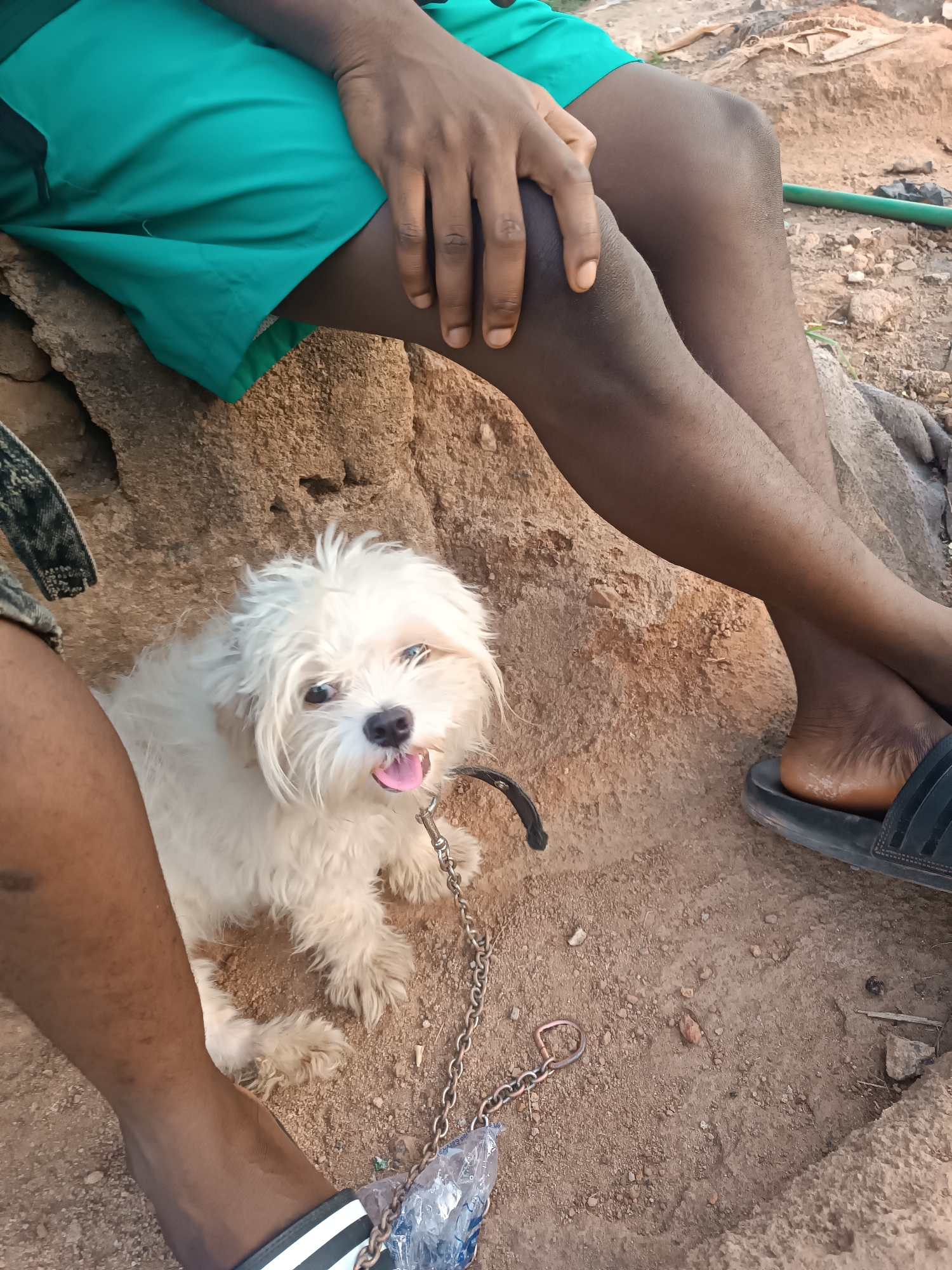 A medium shot of a seated person, from the thighs down, wearing green shorts and dark slides, with a small white dog on a leash sitting nearby on a rocky, dirt ground. The dog is panting with its tongue sticking out. The ground is dry and sparsely covered with small stones. A green garden hose lies behind the person's legs. The location is possibly Jos, Nigeria.