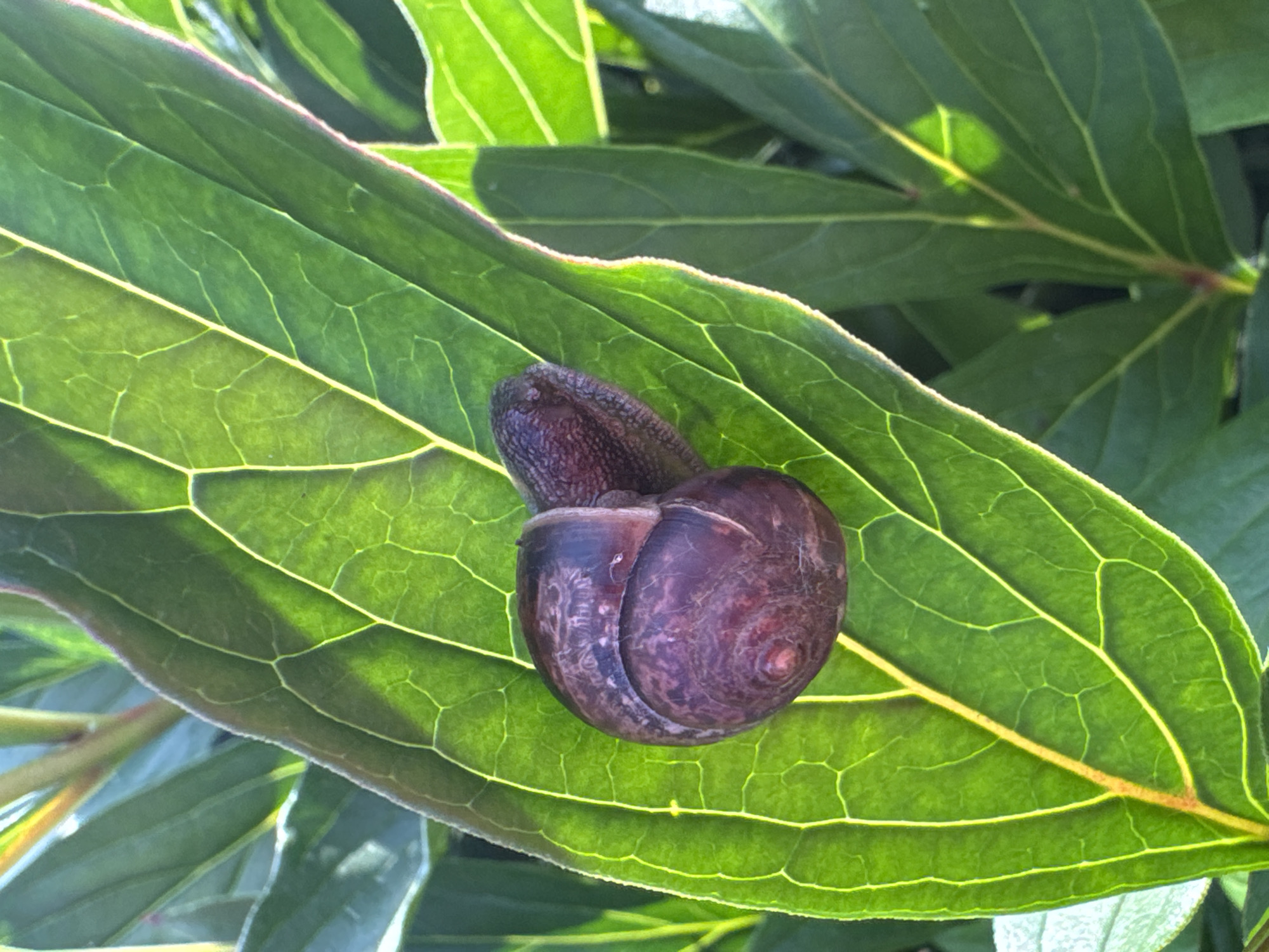 A close-up, eye-level shot shows a dark purple snail on a vibrant green leaf. The snail's shell is coiled and textured, with lighter purple and brown markings. The snail's head and body are visible, extended slightly from the shell, and are also dark purple with a rough texture. The leaf is large and broad, with prominent yellow-green veins radiating from the center. The leaf is backlit, causing it to appear translucent in some areas and highlighting the intricate vein structure. The background consists of other dark green leaves, some of which are slightly blurred, suggesting they are closer or further away from the focal point. The lighting is bright, indicating it is daytime, and suggests an outdoor setting, likely in a garden or natural environment. The image does not contain any information to suggest its location in Chaikovsky, Russia, or any specific city.