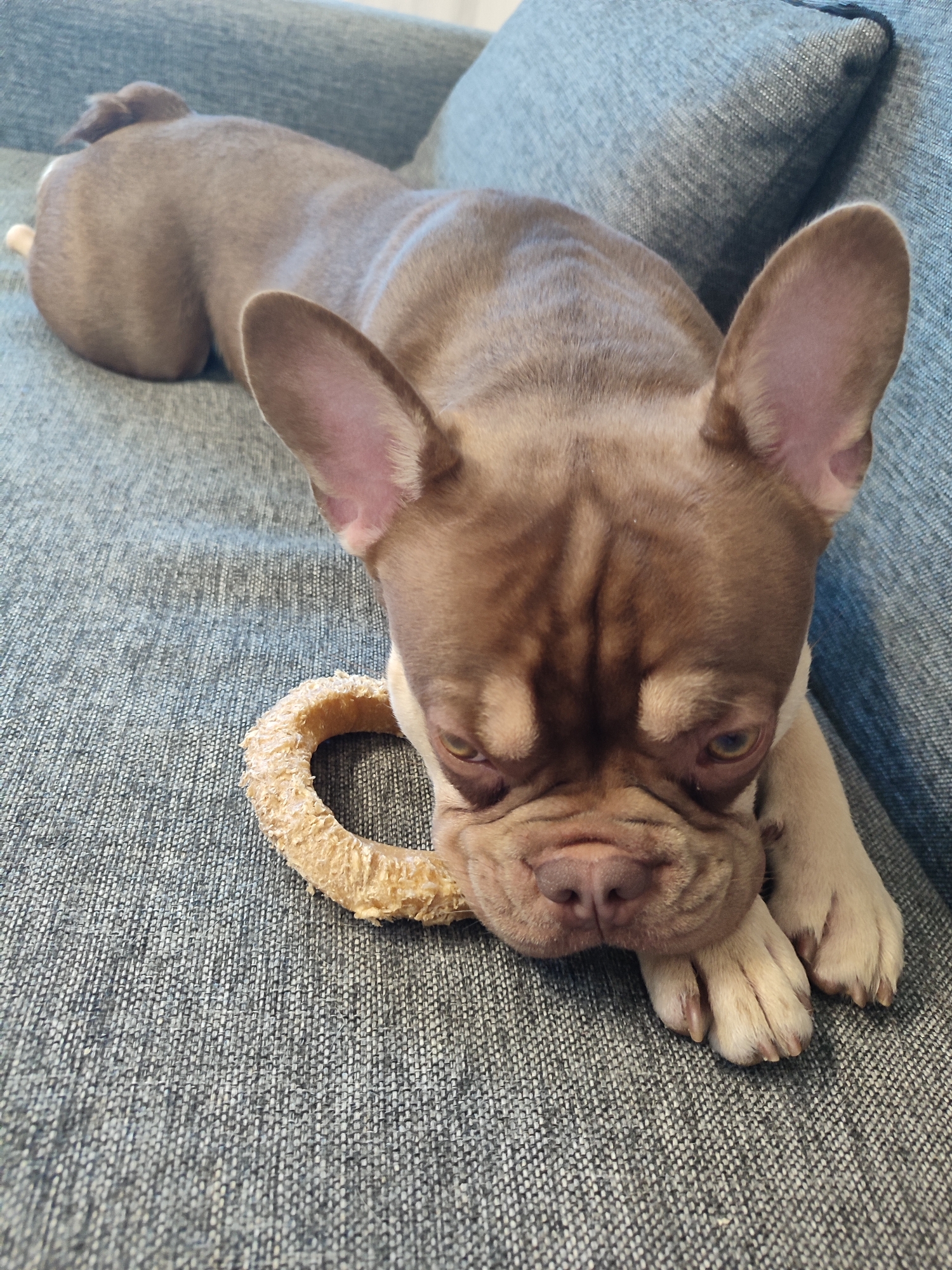 A fawn-colored French Bulldog is resting on a gray textured sofa. The dog is lying down with its head resting on a rawhide ring toy. The dog's eyes are partially closed, and its expression appears relaxed. The sofa is made of a textured fabric, and a blue cushion is visible in the background. The scene is illuminated by natural light. The location of this scene is not determinable from the image.