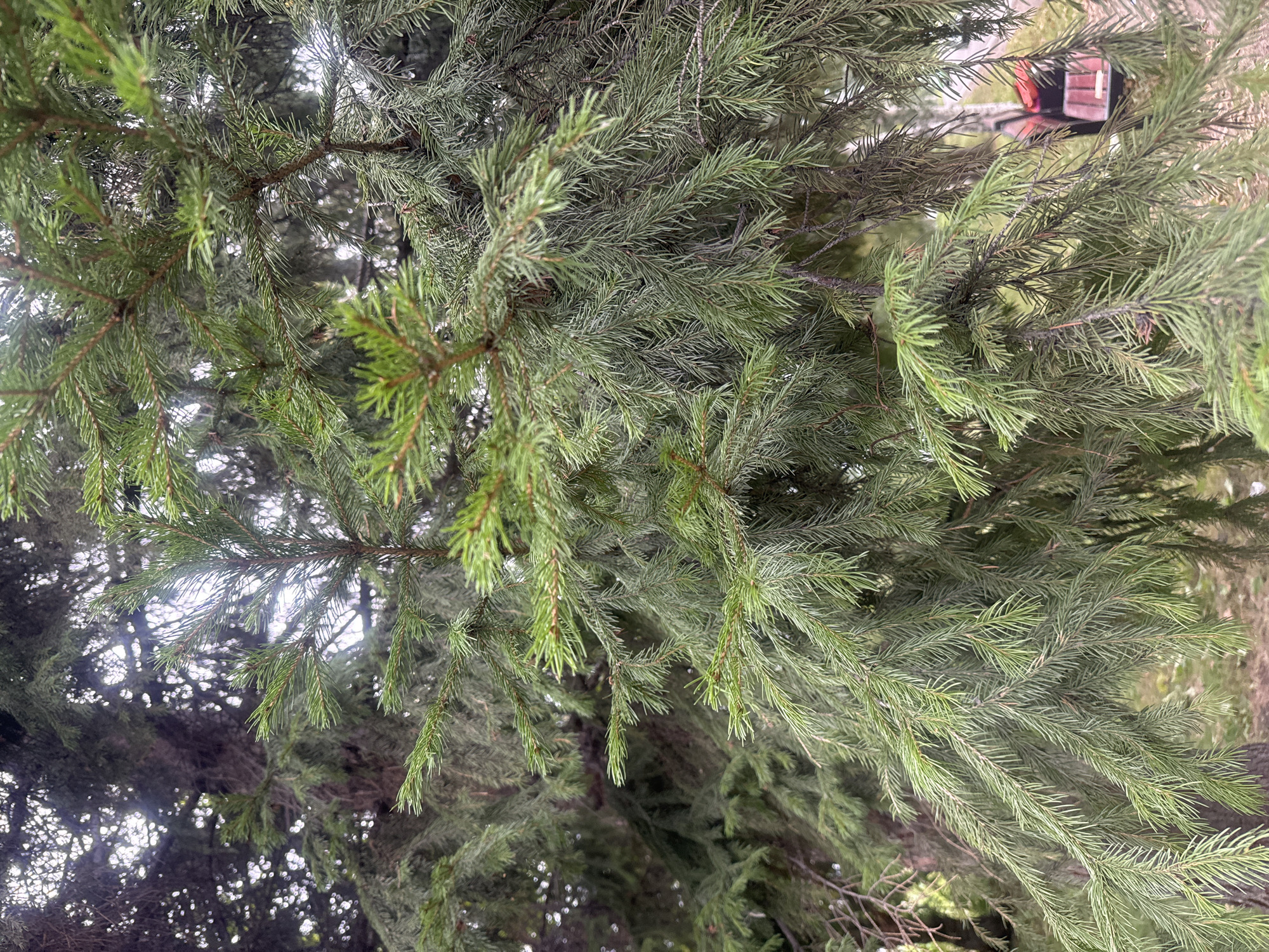 The image is a close-up, vertical shot of the branches of a conifer tree, likely a spruce or fir, with dense green needles. The lighting suggests an overcast day, with diffused light filtering through the foliage, creating some highlights and shadows. In the background, blurred out, a red object that appears to be a bag or container with a black handle is visible, positioned near a blurry tree trunk. The ground below is also out of focus, showing muted tones of brown and green, possibly indicating fallen needles or grass. There are no people or animals present in the image. The overall impression is of a natural, outdoor setting within a wooded area, possibly a park or a residential yard. Without further context, it is not possible to determine the specific location within Irkutsk, Russia.