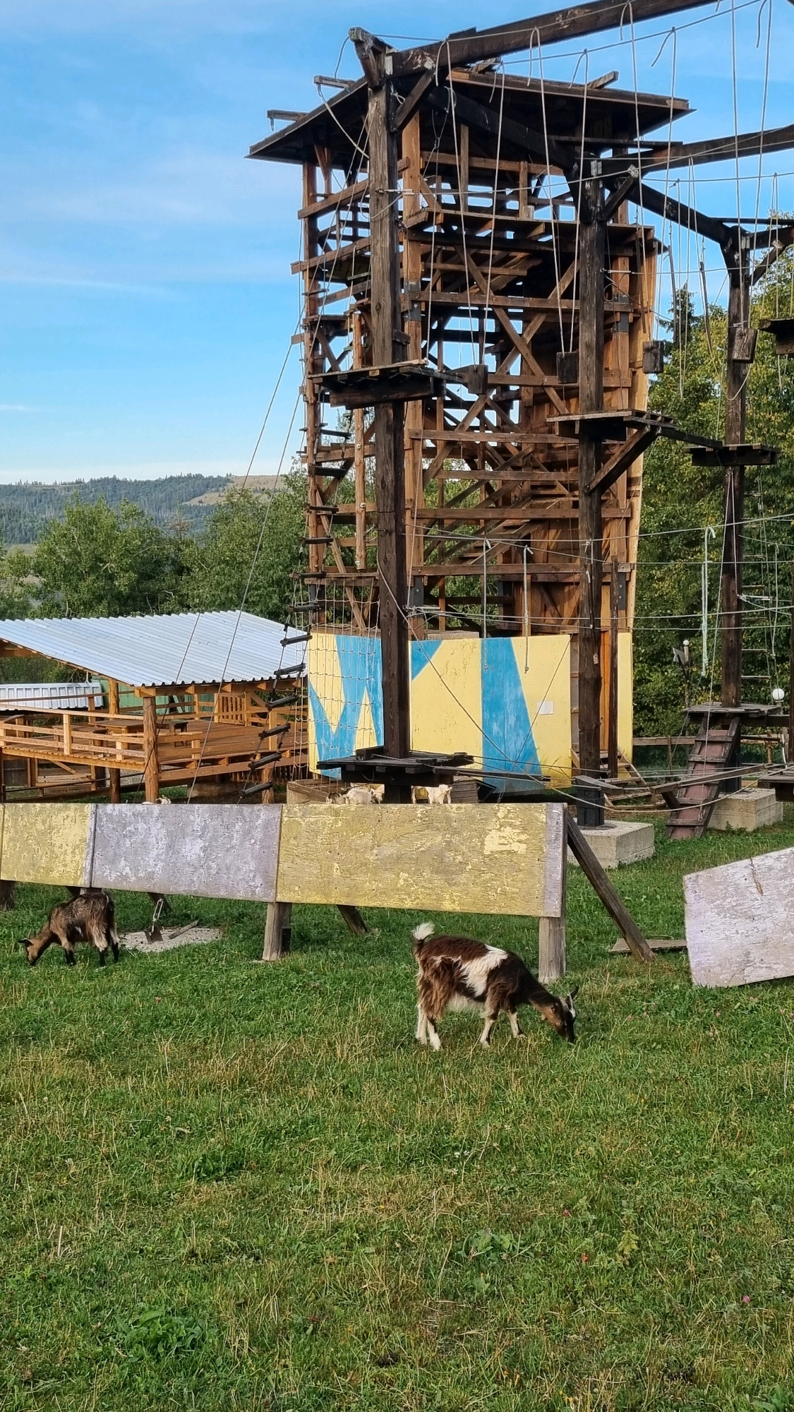 An outdoor scene features a large, multi-level wooden structure, likely an obstacle course or adventure tower, with numerous platforms, ropes, and wooden beams. In the foreground, two goats graze on a grassy field. One goat, with brown and white markings, is in the right side of the frame, and another darker brown goat is on the left. Behind the goats, a weathered wooden fence runs horizontally across the image, painted with alternating sections of yellow and a muted gray. Further back, a covered structure with a corrugated metal roof is visible, constructed from wood. The background shows a forested hillside under a clear blue sky. This scene is located in Izky, Ukraine.