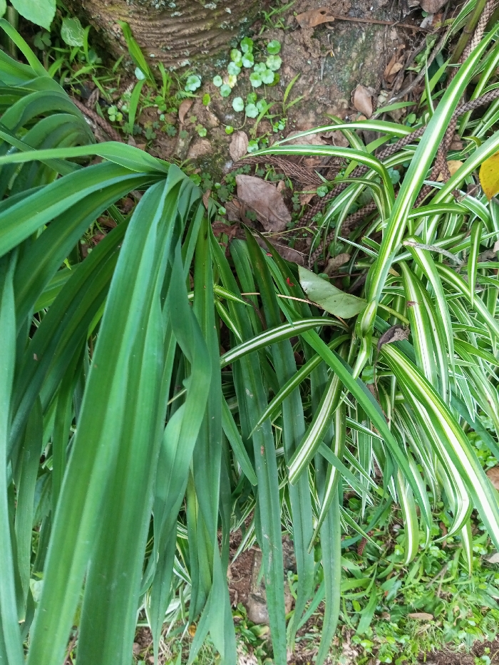 An outdoor, eye-level shot captures a ground-level view of dense foliage, soil, and the base of a tree. The scene features two prominent types of leafy plants. On the left, there are broad, solid green, strap-like leaves that hang downwards. On the right, a cluster of narrower, variegated leaves, green with distinct white stripes, stands upright and spreads outwards.
A notable detail is a snake, expertly camouflaged, winding through the variegated plant on the right and across the soil. Its brown, patterned body blends seamlessly with the dried leaves and plant stems, making it difficult to spot at first glance. The snake appears to be at rest or moving slowly through the vegetation.
The ground beneath the plants is a mix of brown soil and smaller green groundcover, including tiny round-leafed plants resembling clover. Scattered across the soil are several dried brown leaves and some darker, pine needle-like debris, further enhancing the natural, somewhat unkempt appearance of the area. A portion of a textured tree trunk is visible in the upper background, indicating the plants are growing at the base of a tree.
The lighting suggests it is daytime, possibly under an overcast sky or in a shaded area, as there are no harsh shadows. The overall impression is a vibrant natural setting, likely a garden or forested area in Orehat, India. There is no visible text in the image.